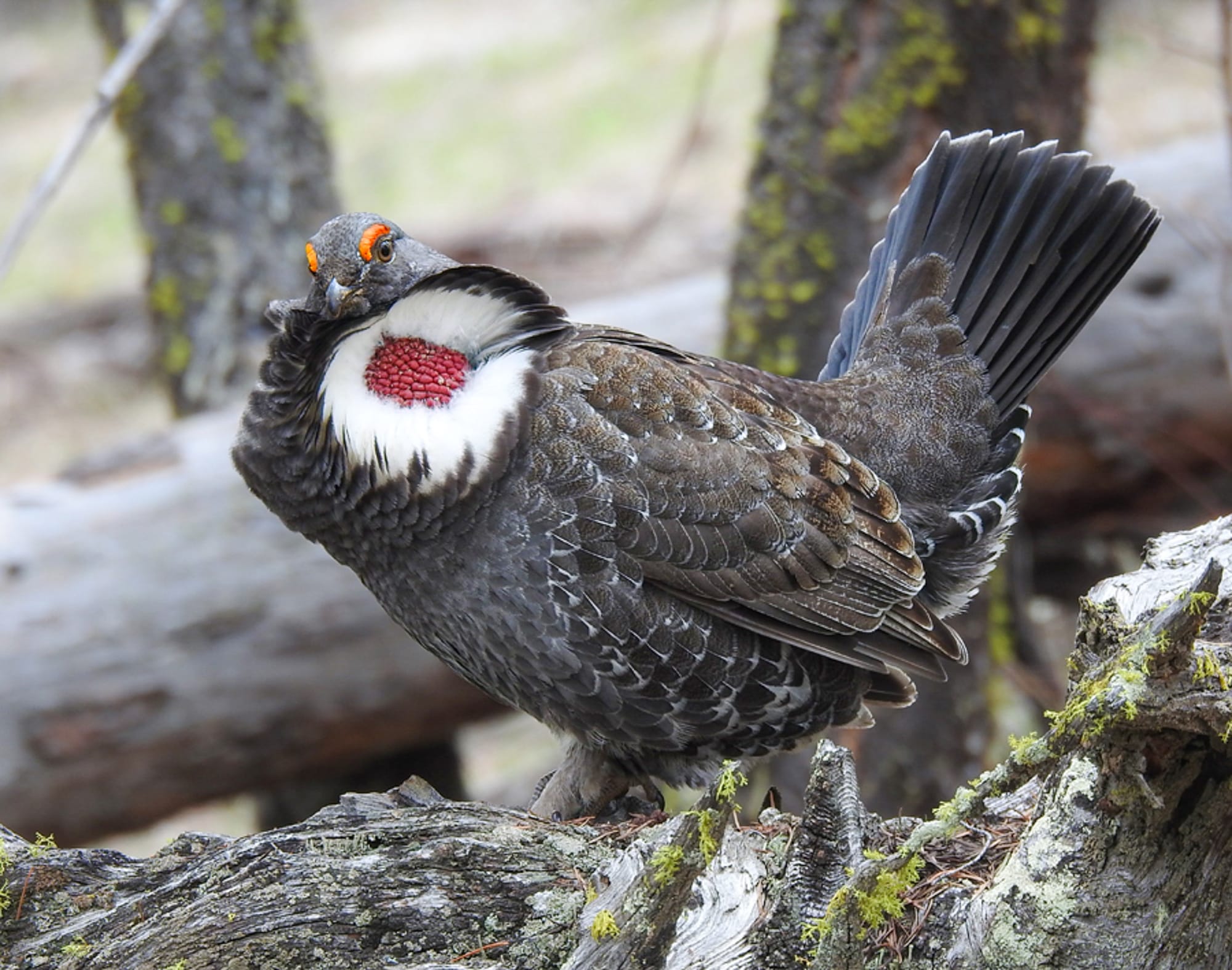 male dusky grouse