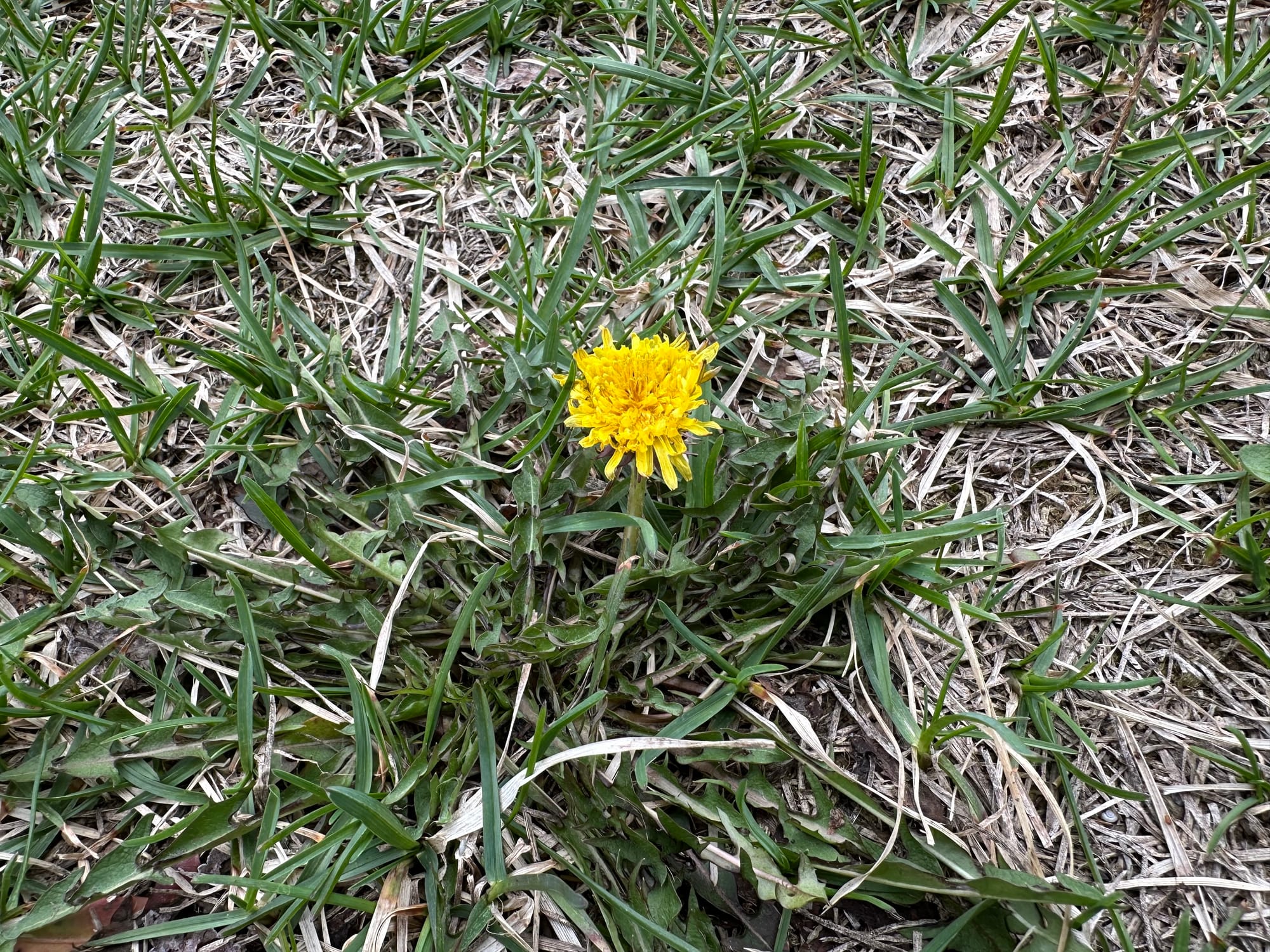 dandelion