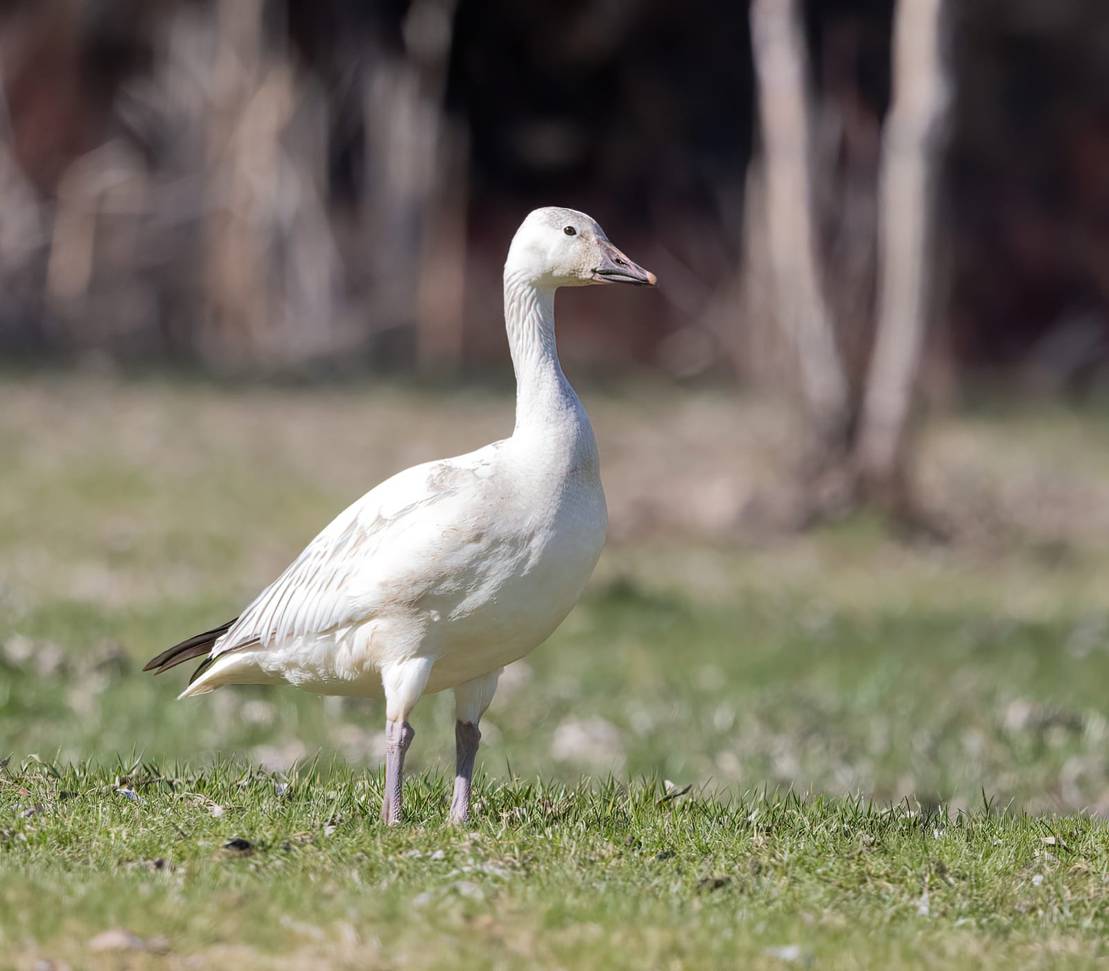 snow goose