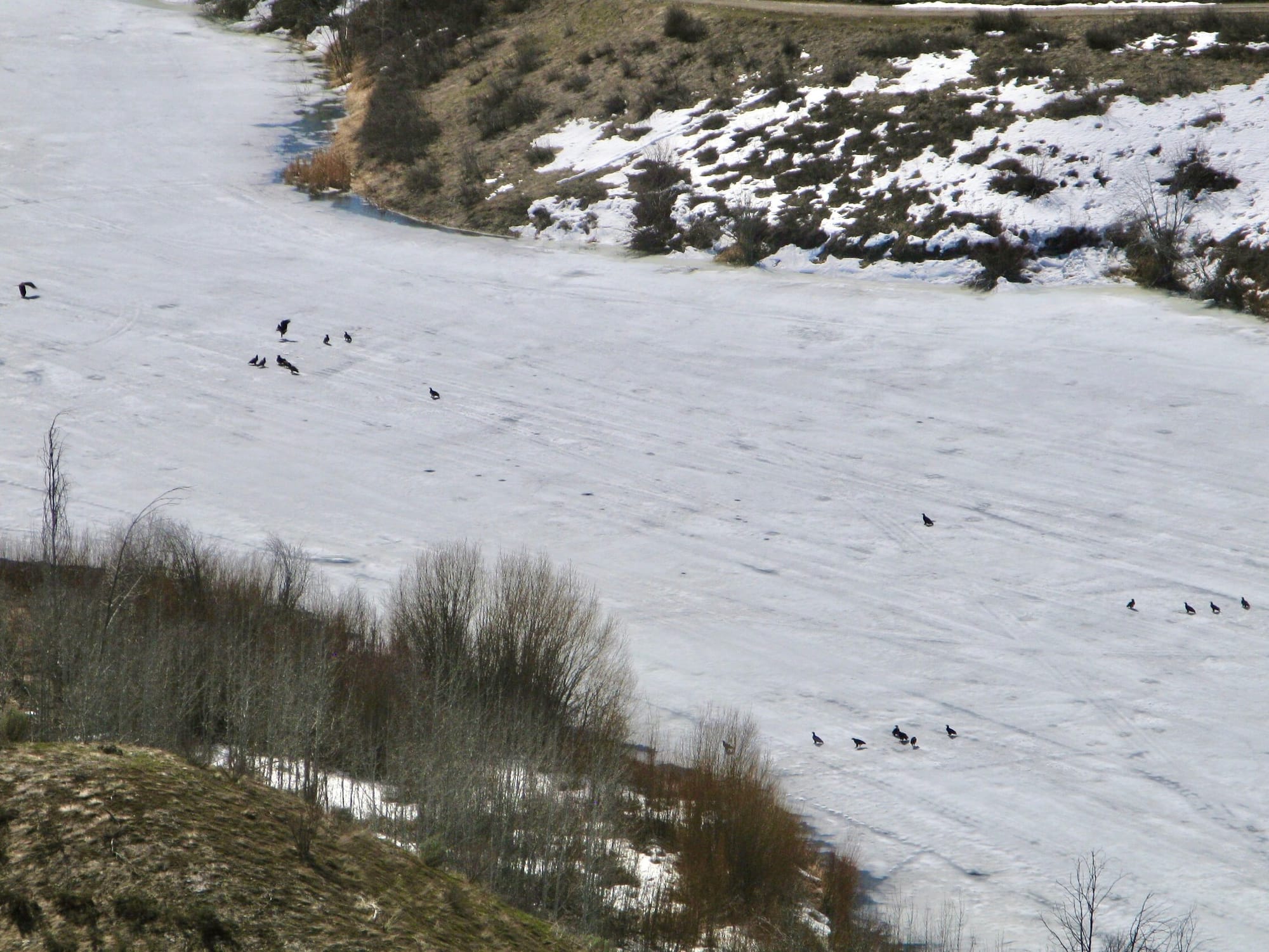 juvenile bald eagles