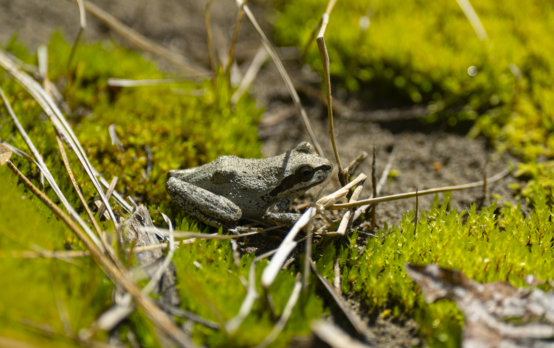 Pacific treefrog