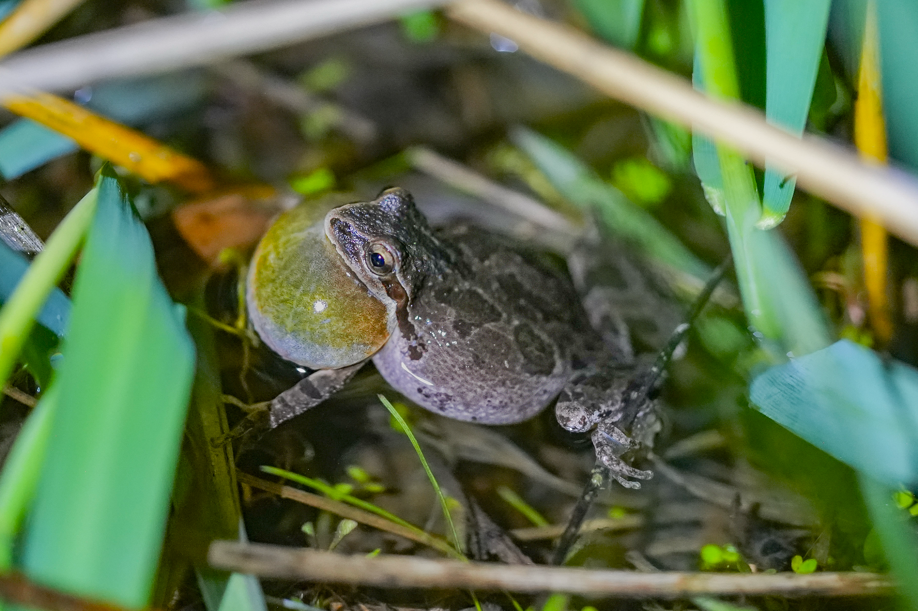 calling Pacific treefrog