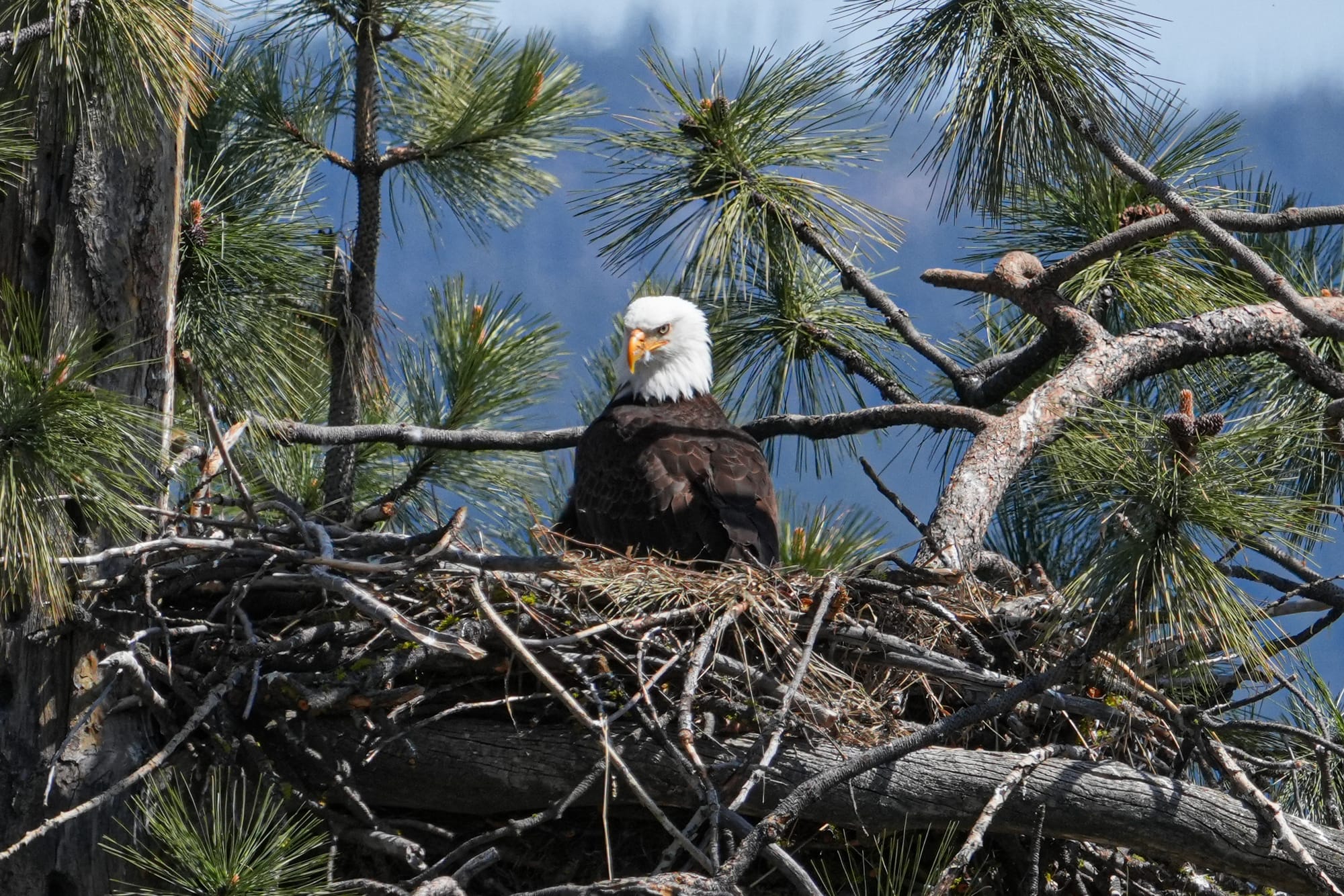 bald eagle