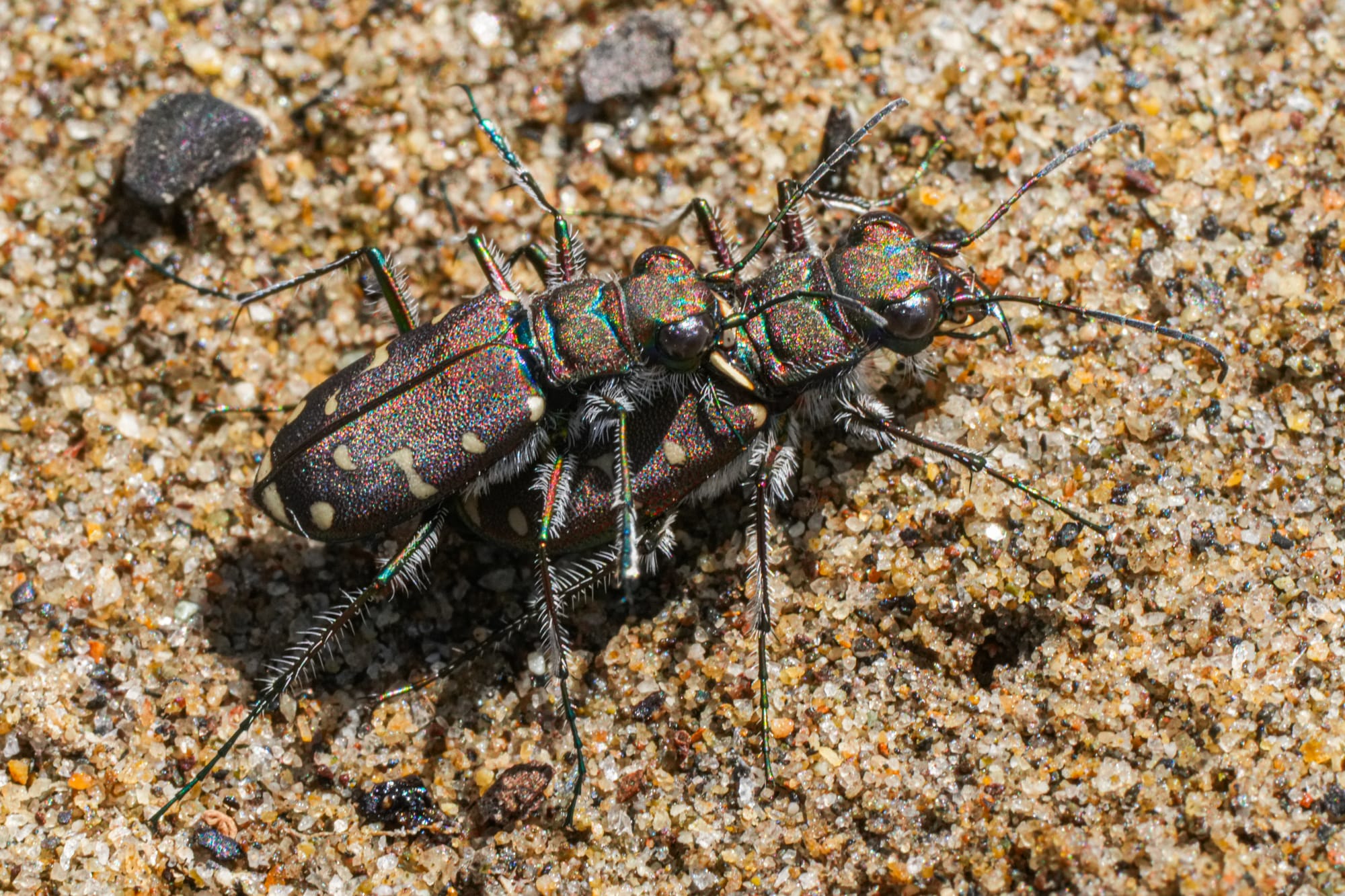 tiger beetles