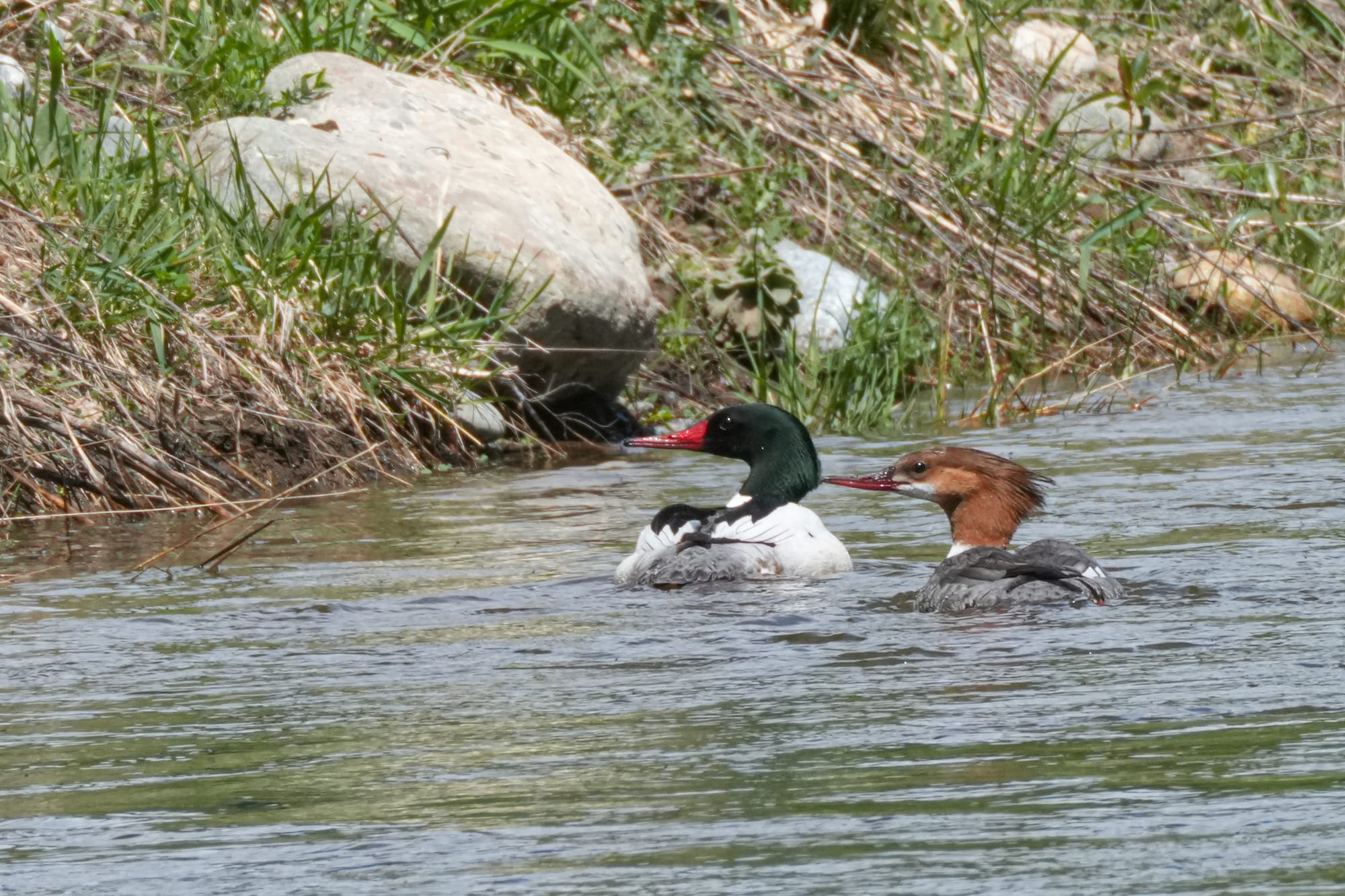 common merganser