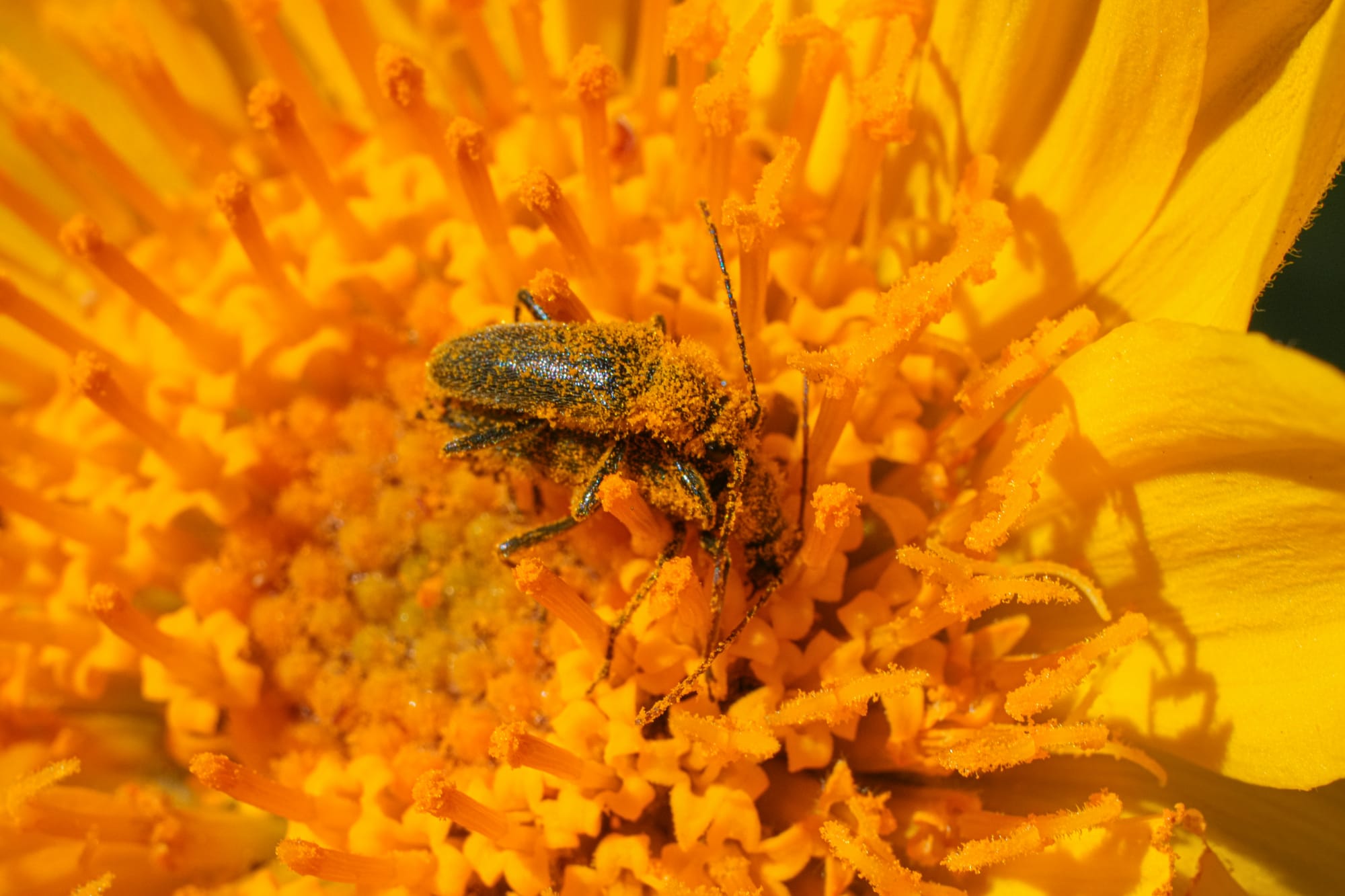 beetles on balsamroot flower