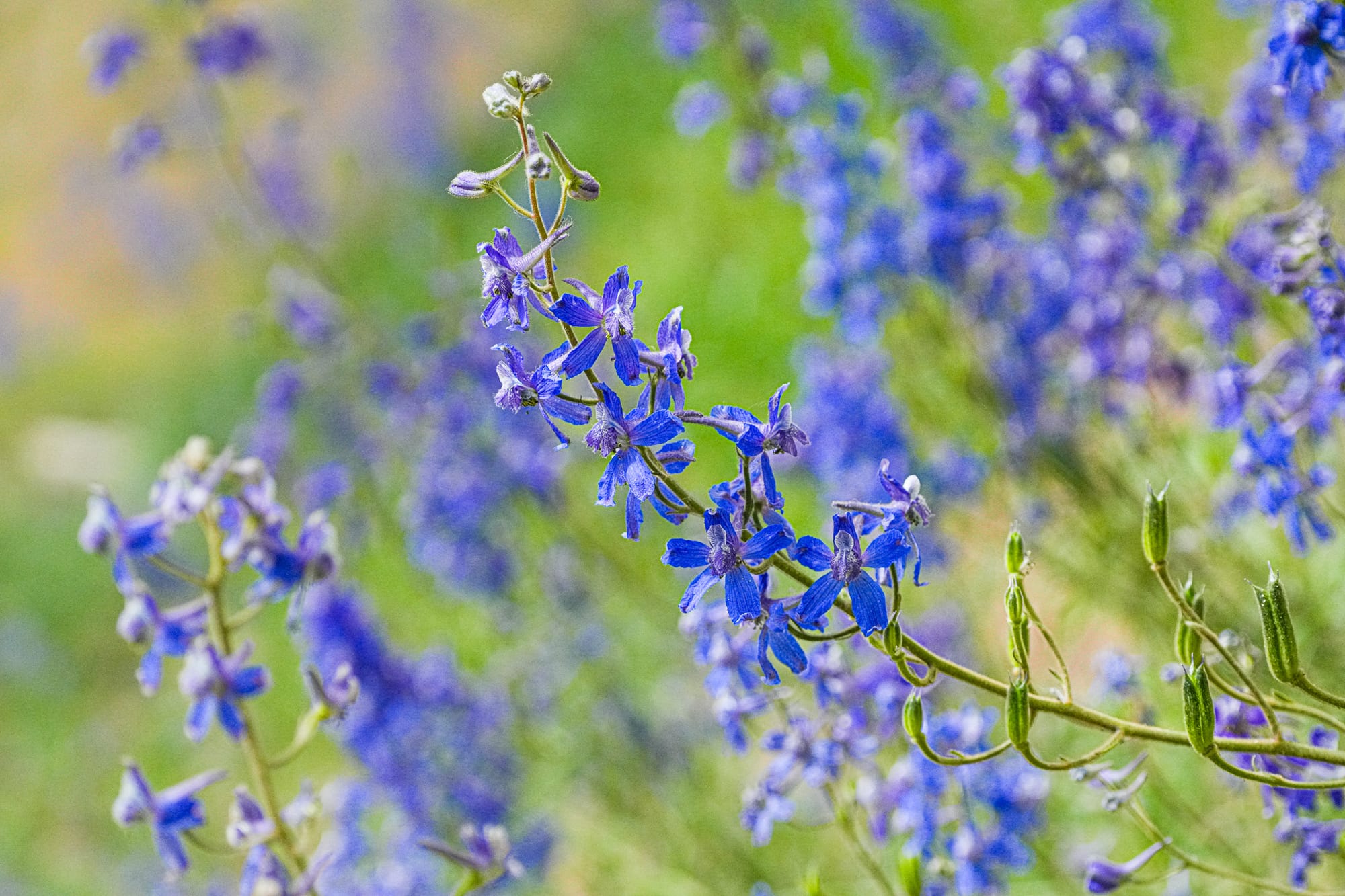 larkspurs
