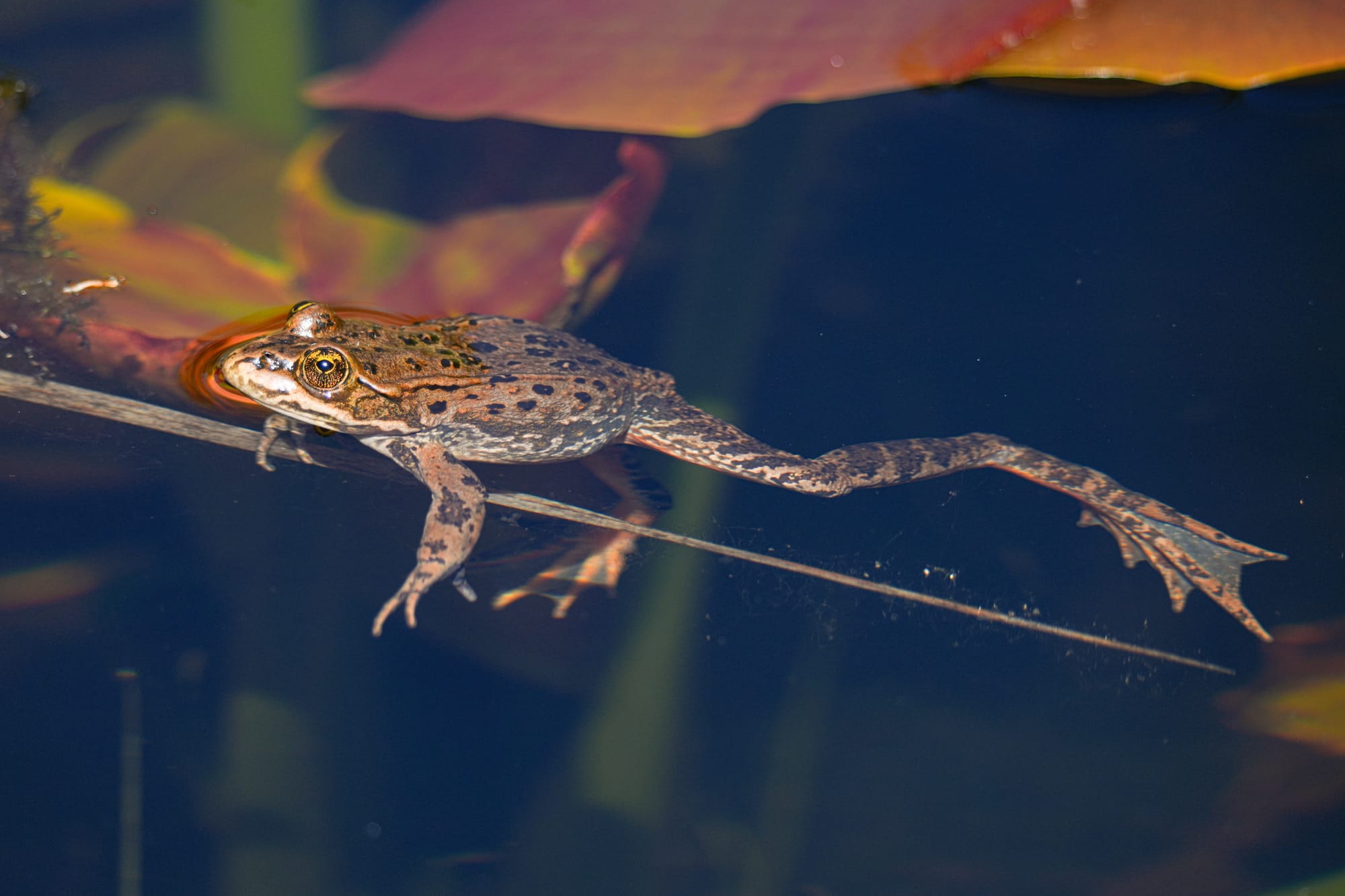 Columbia spotted frog