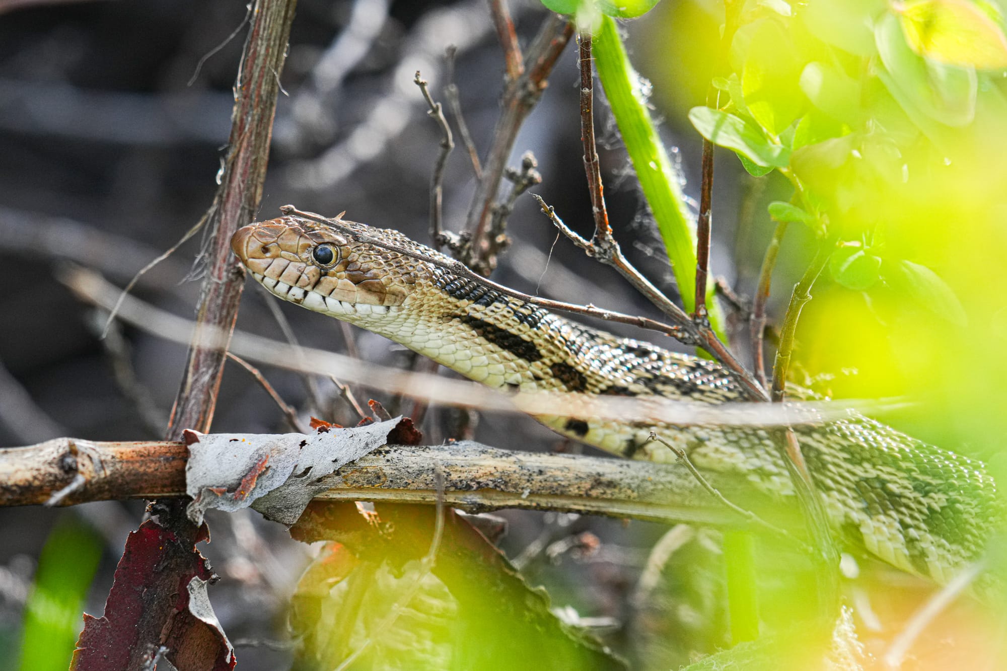 gopher snake