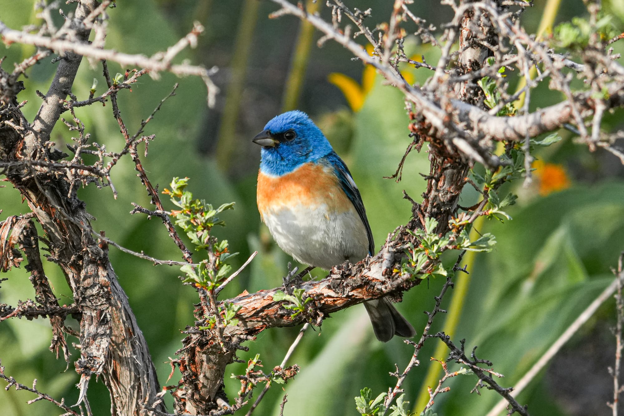 lazuli bunting