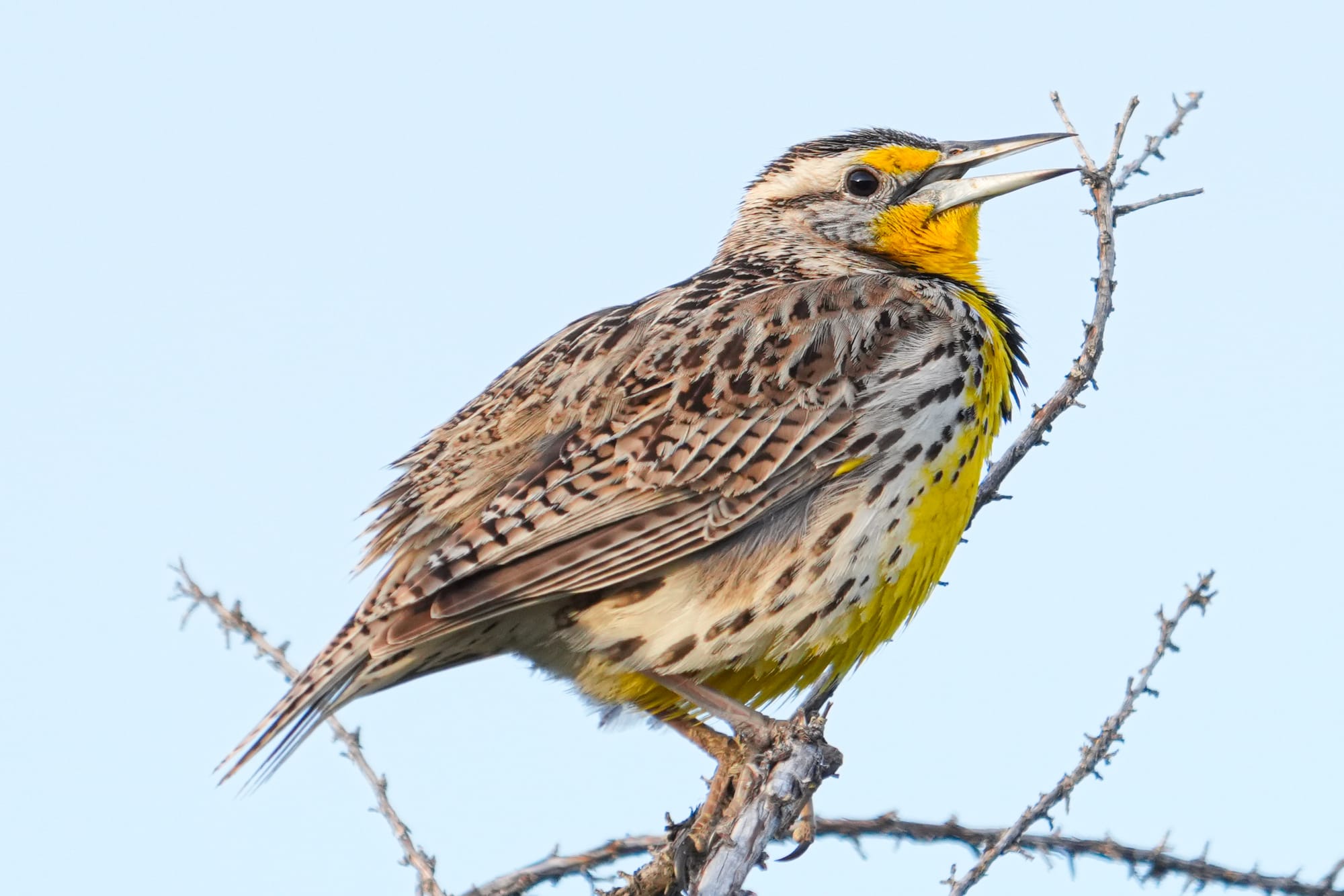 western meadowlark