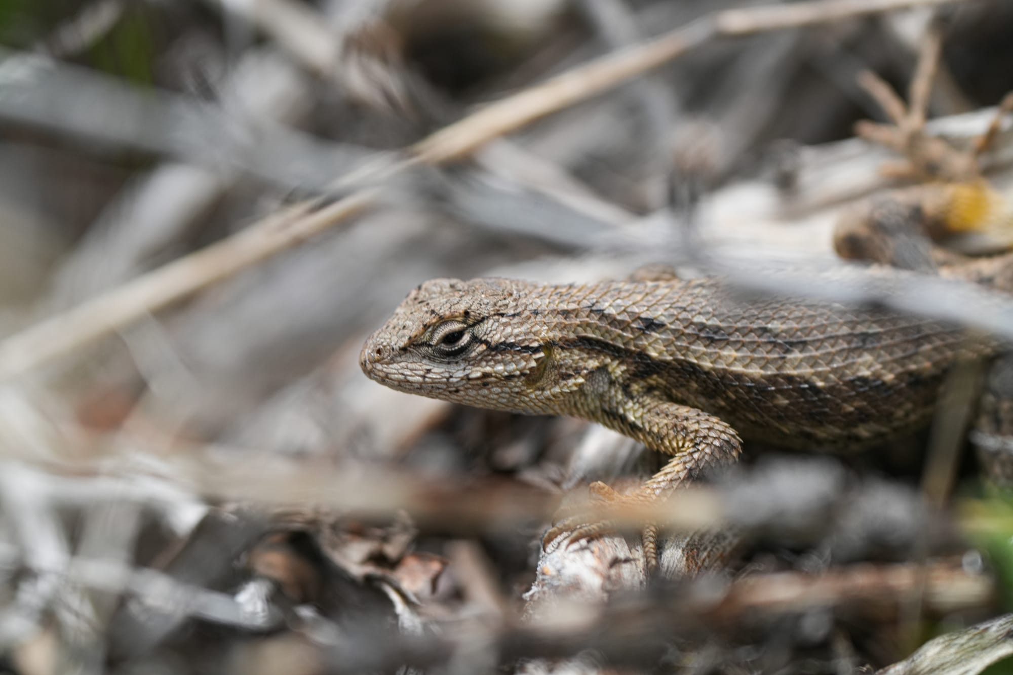 western fence lizard