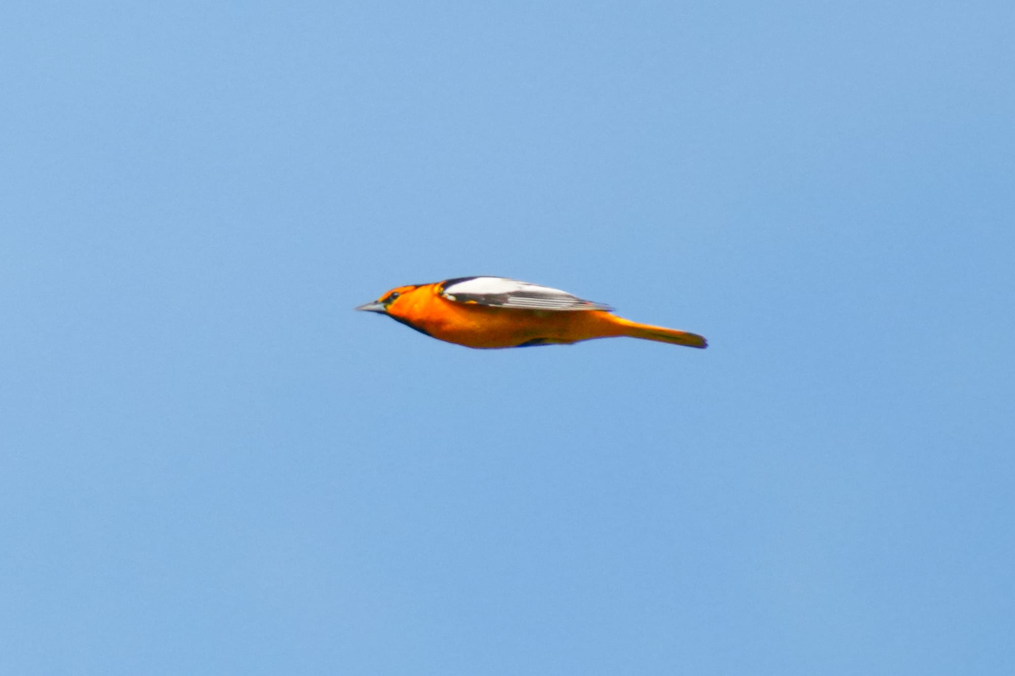 northern oriole