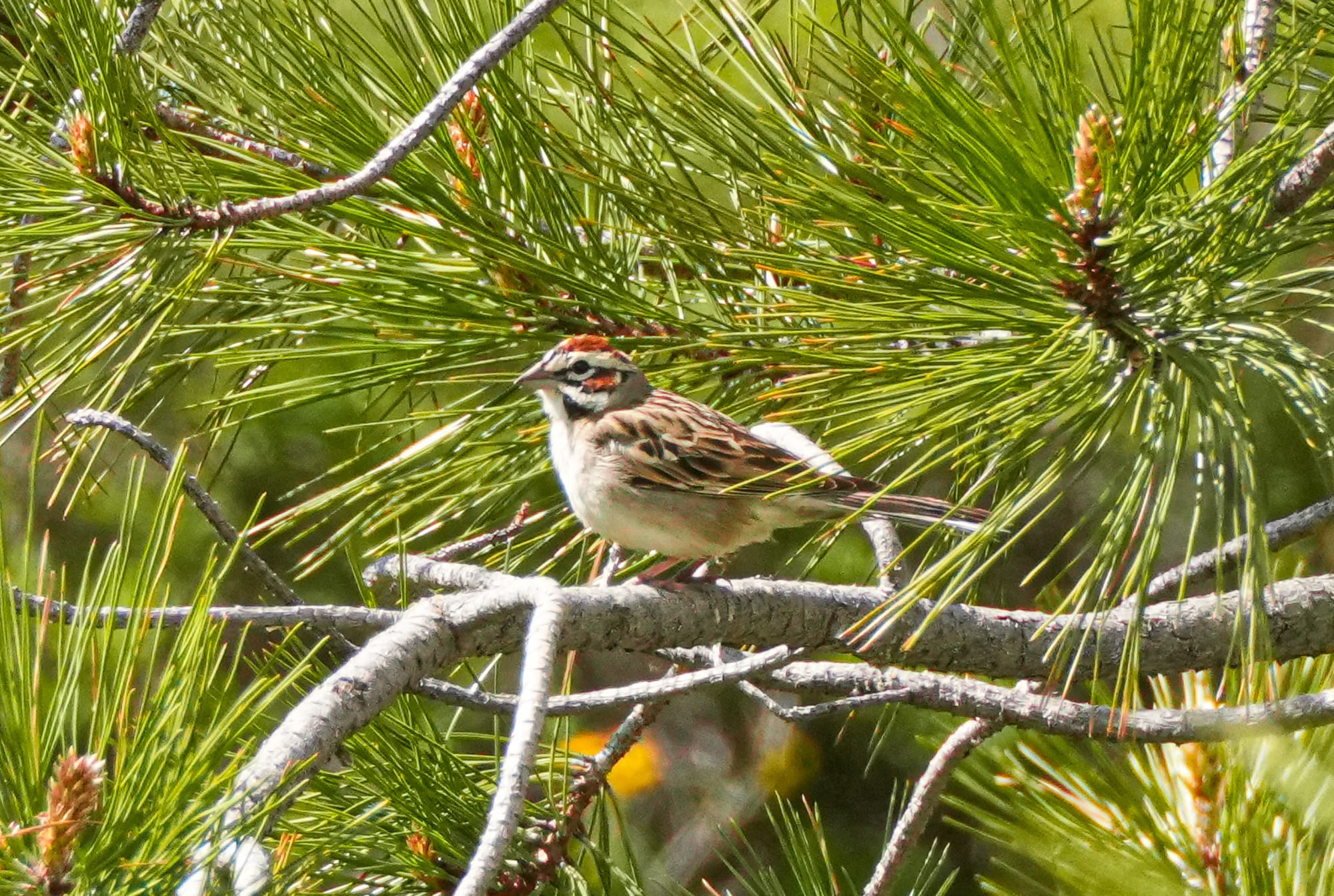 lark sparrow