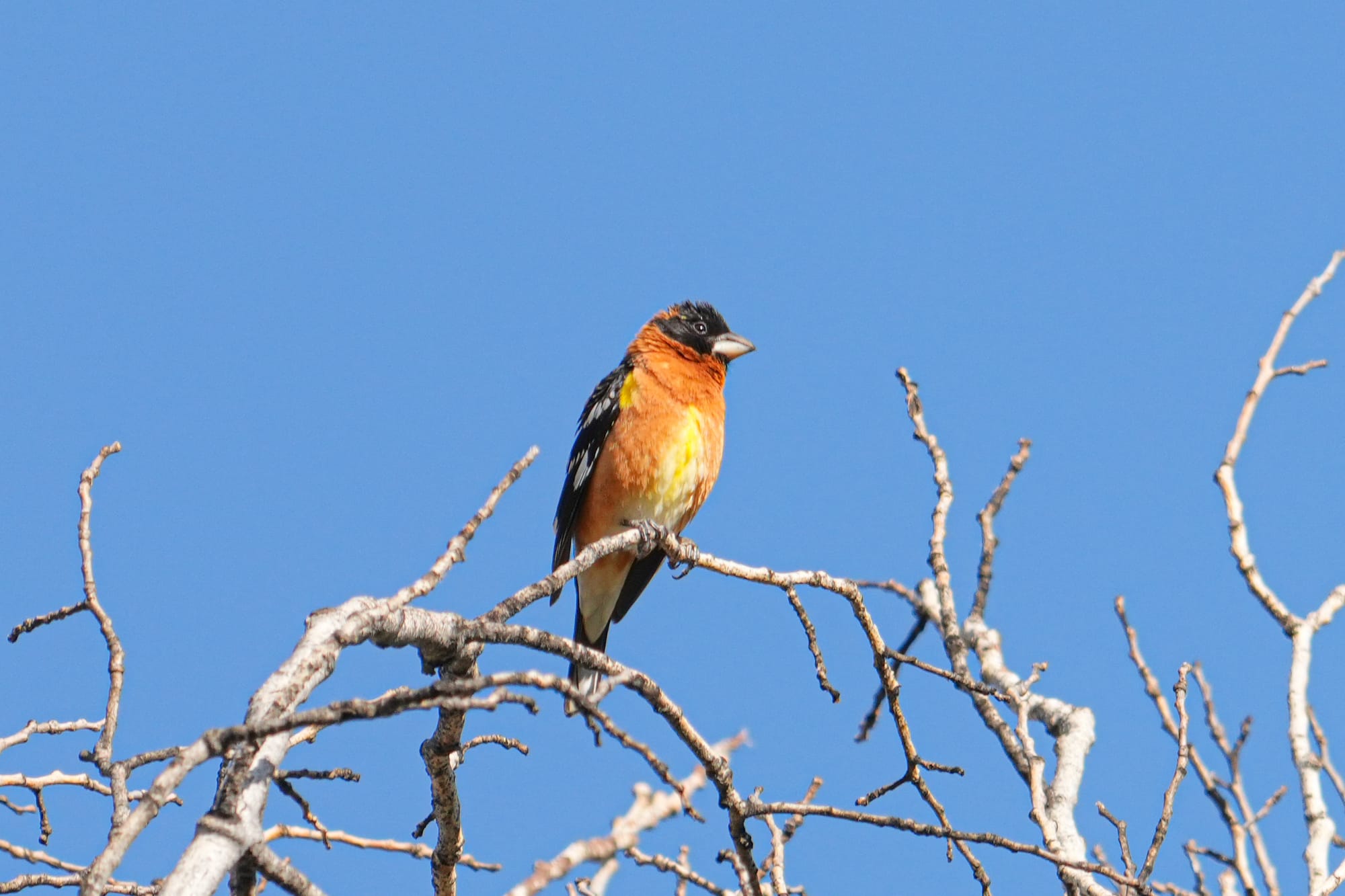 black-headed grosbeaks