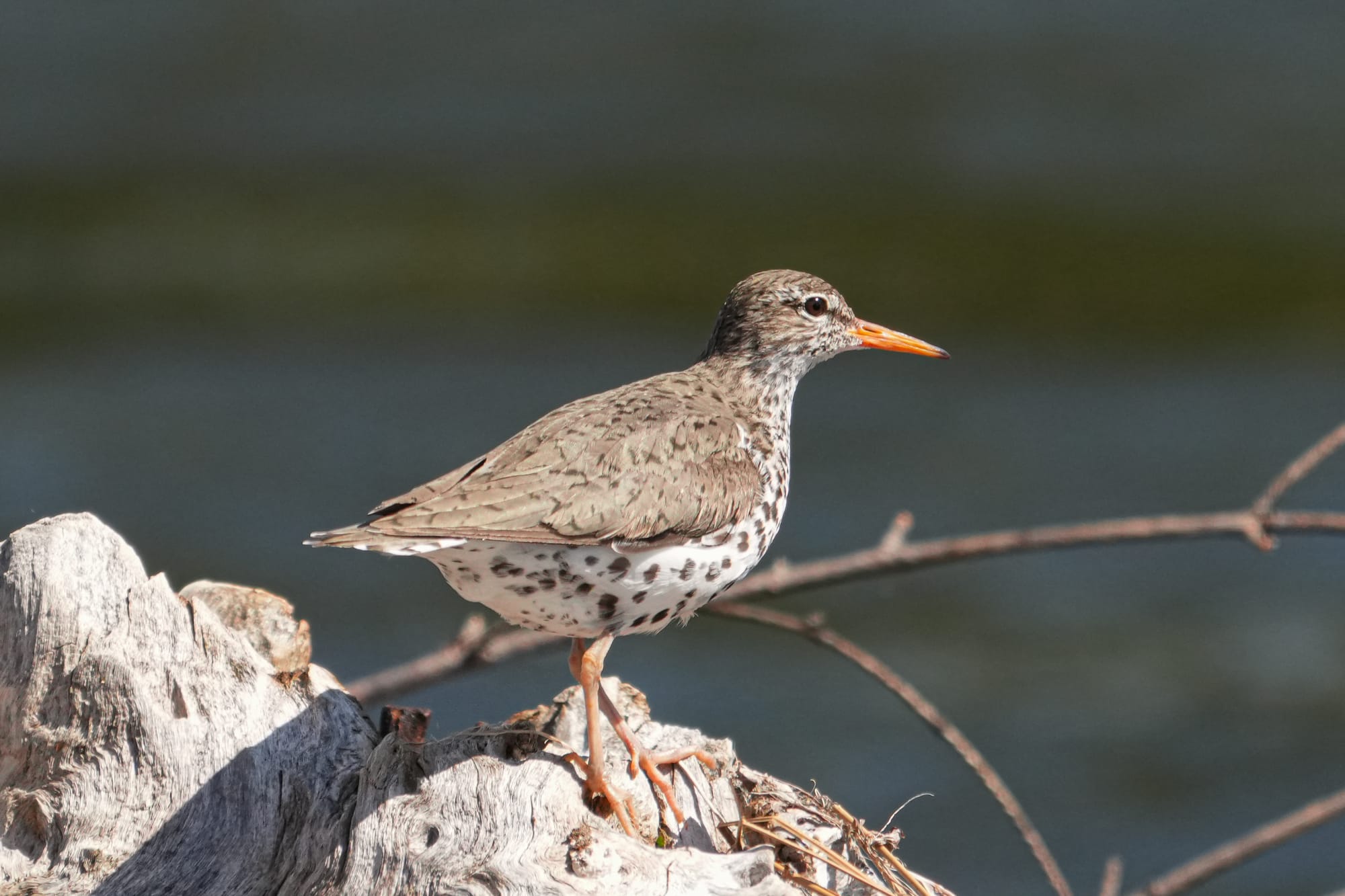 spotted sandpiper