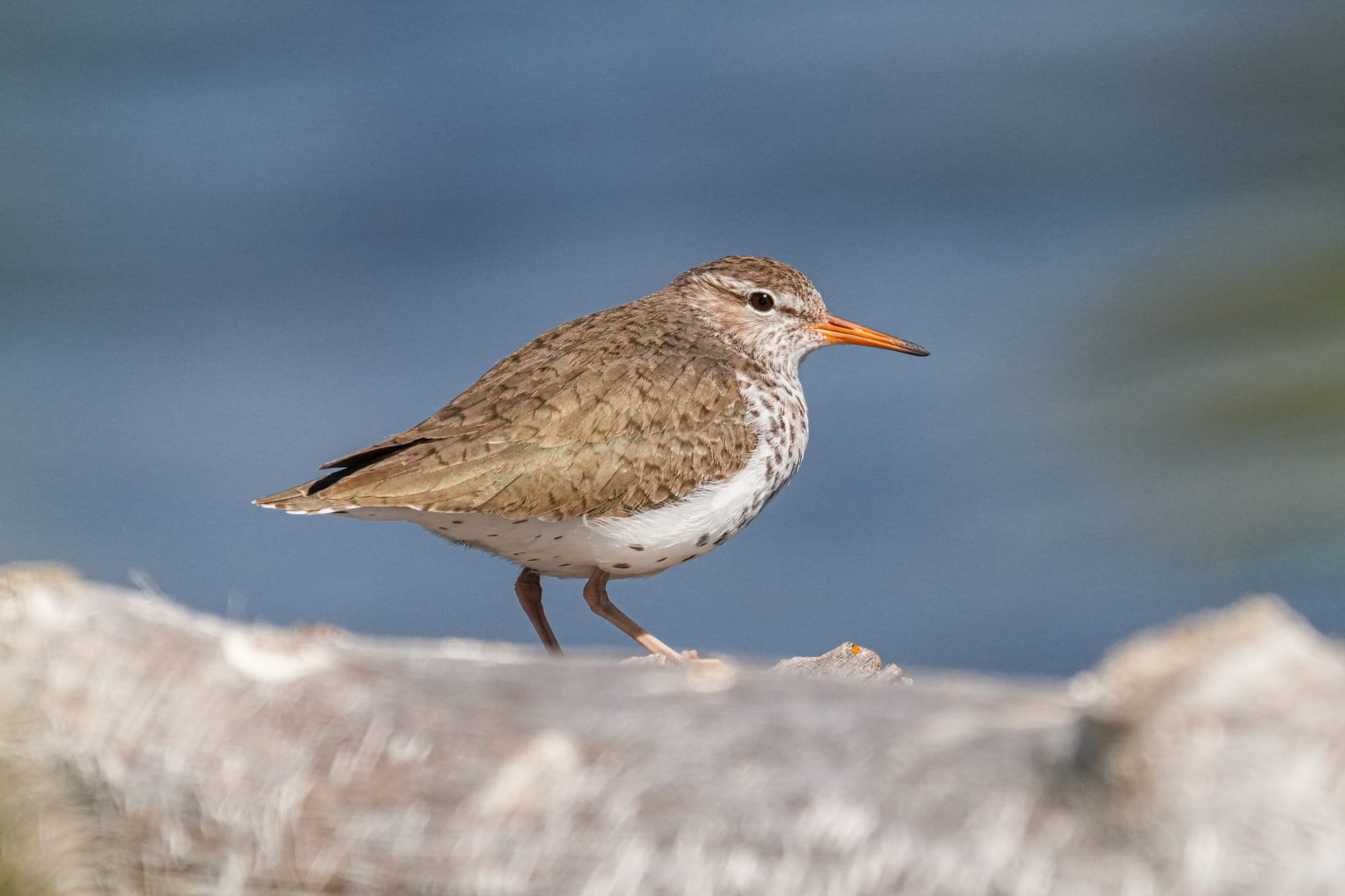 spotted sandpiper