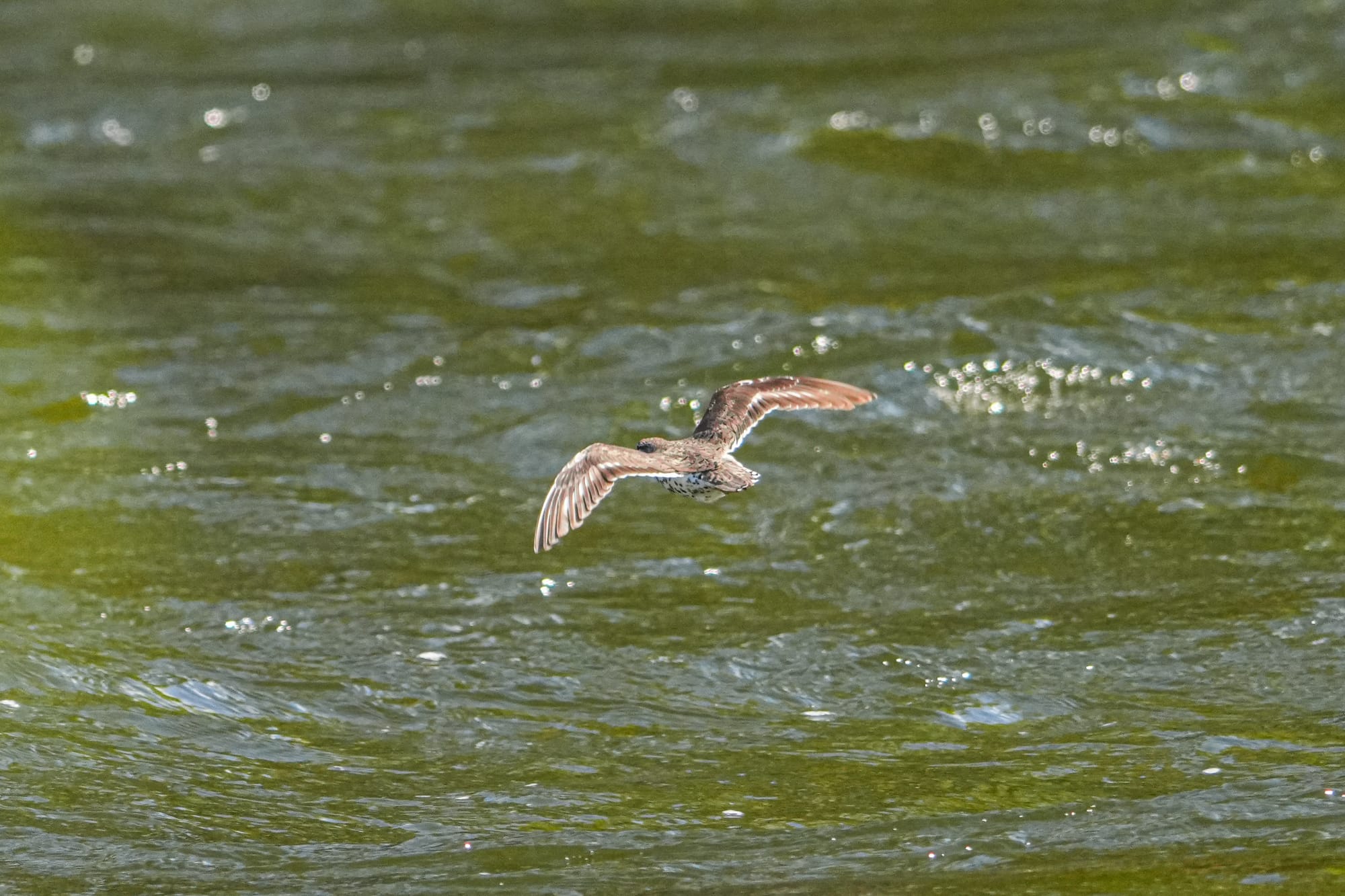 flying spotted sandpiper