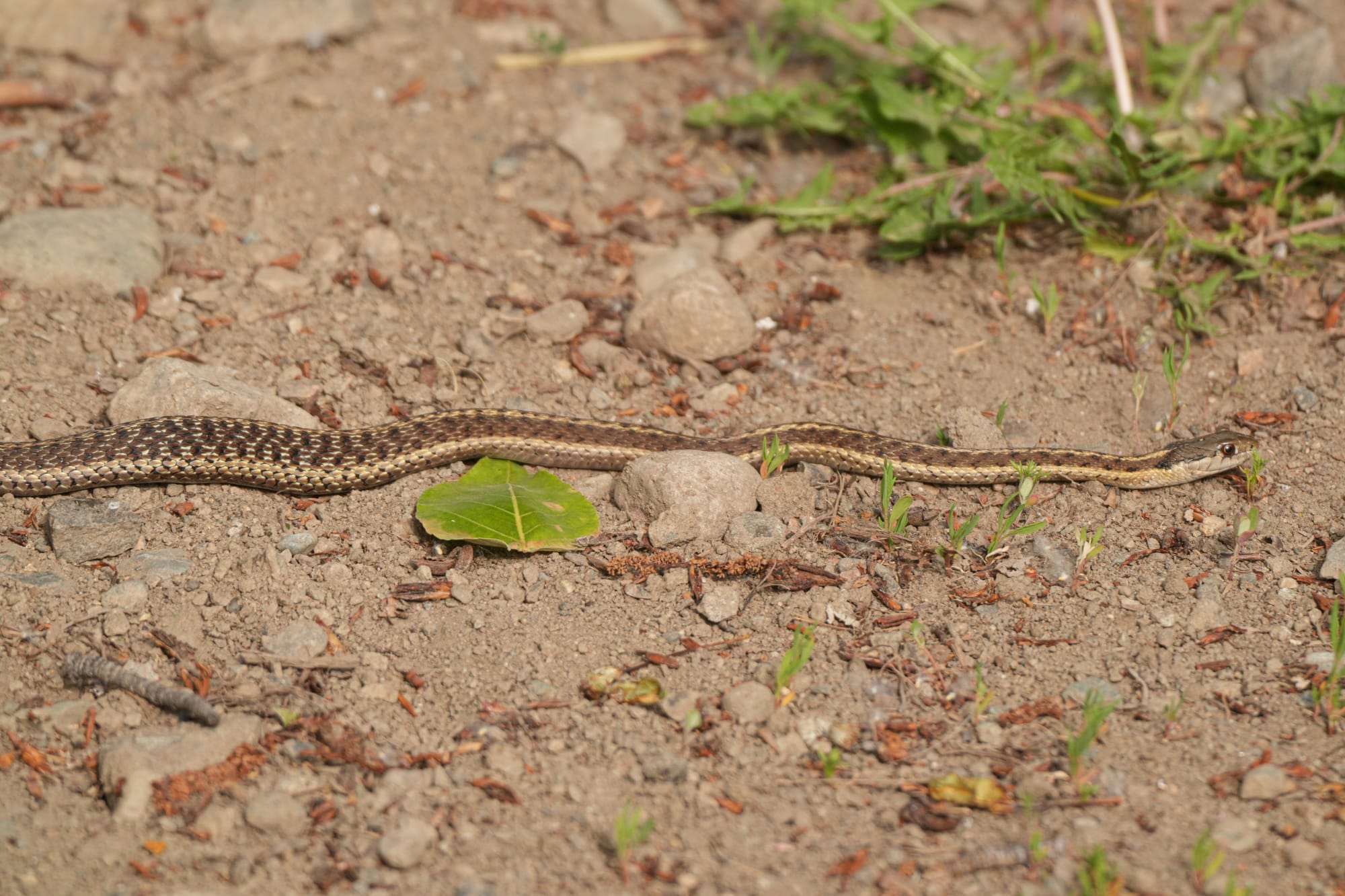 wandering garter snake