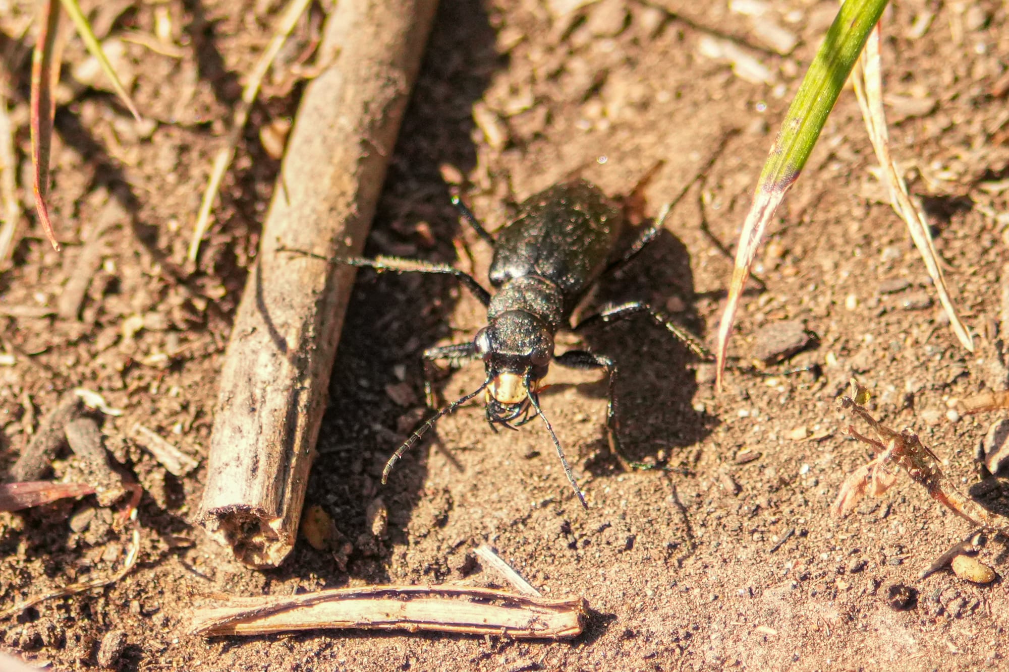 tiger beetle