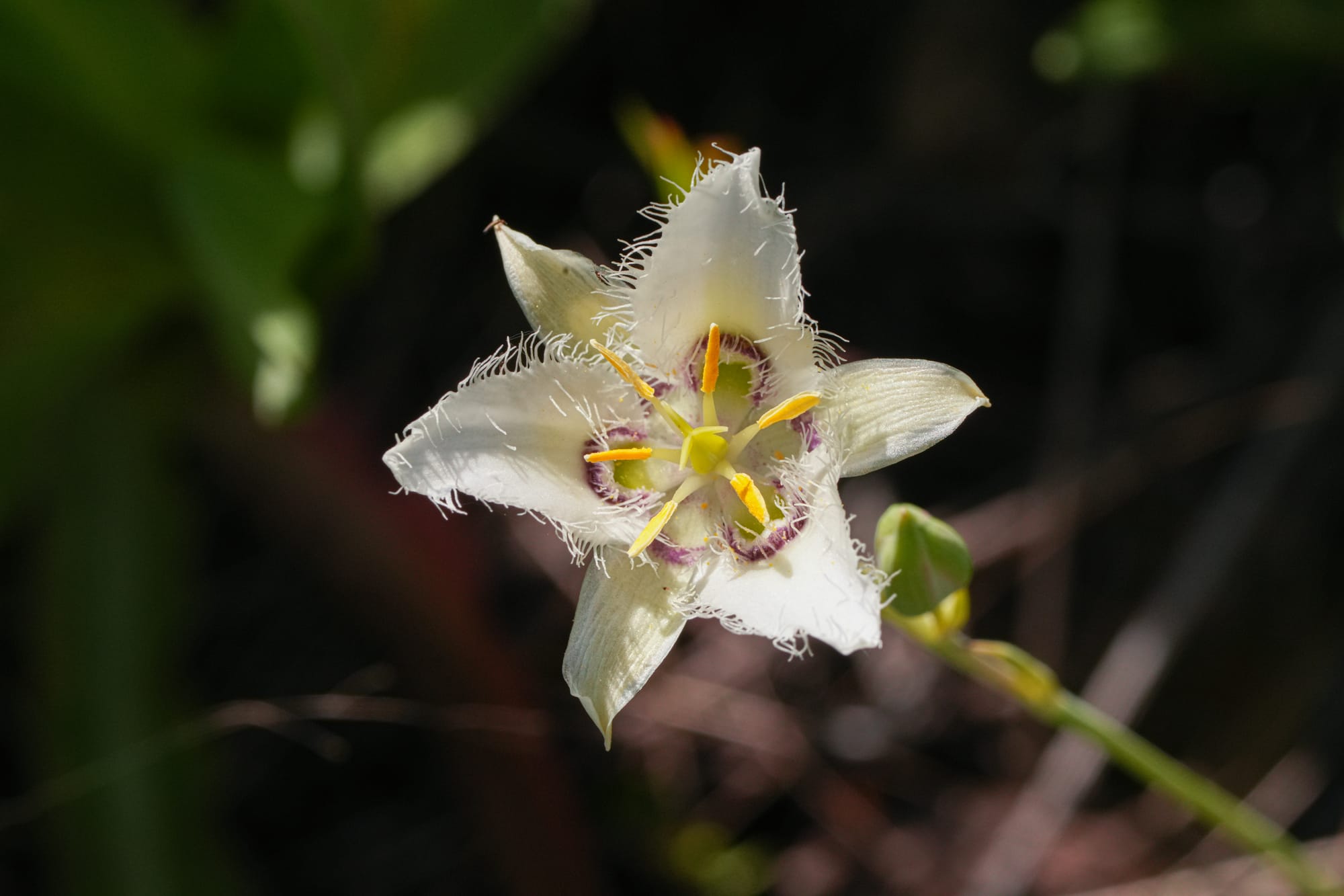 Lyall's mariposa lily