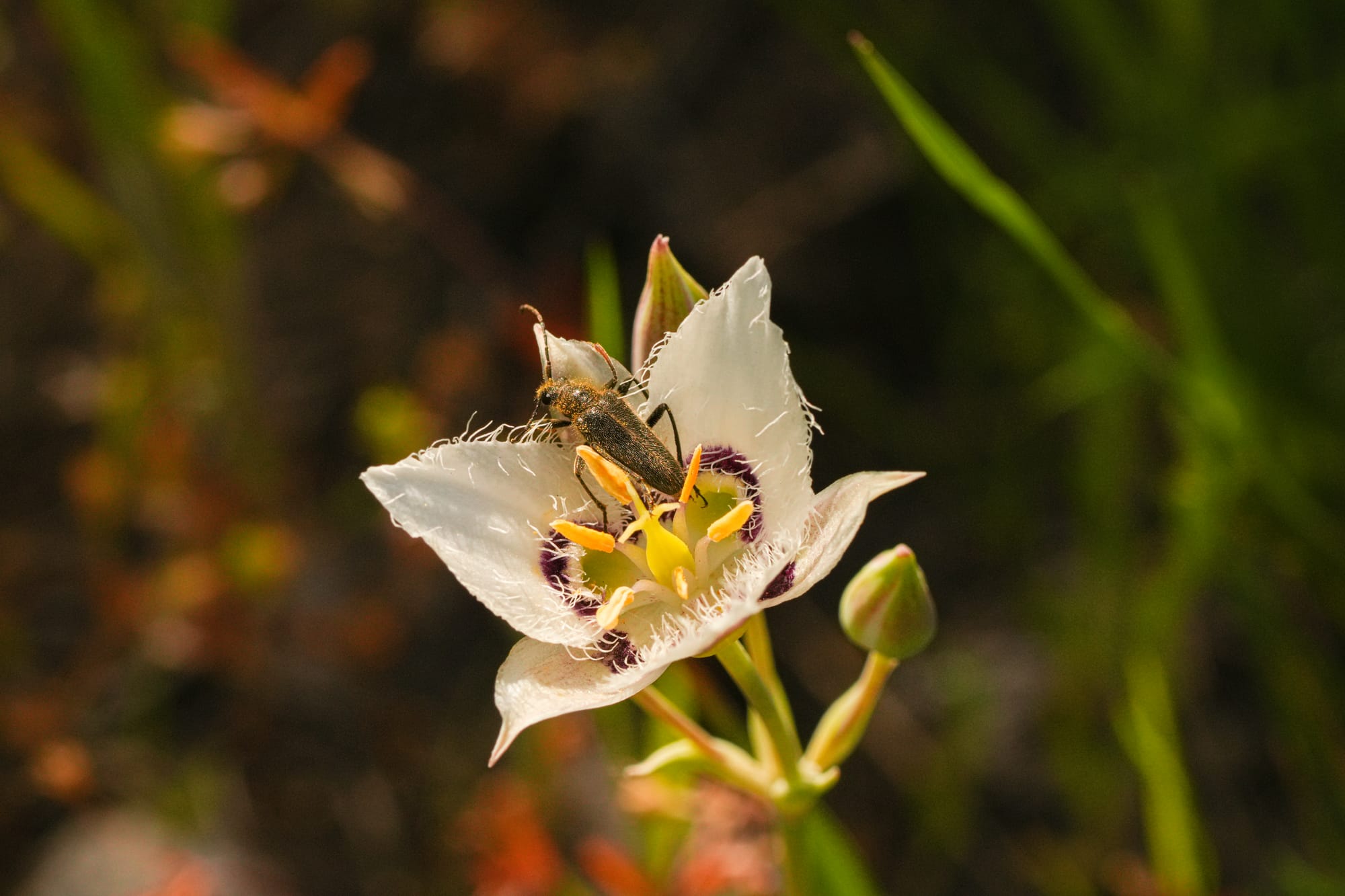 beetle on mariposa lily