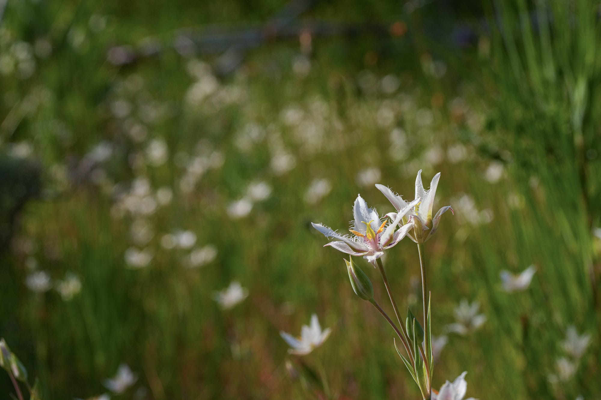 mariposa lilies