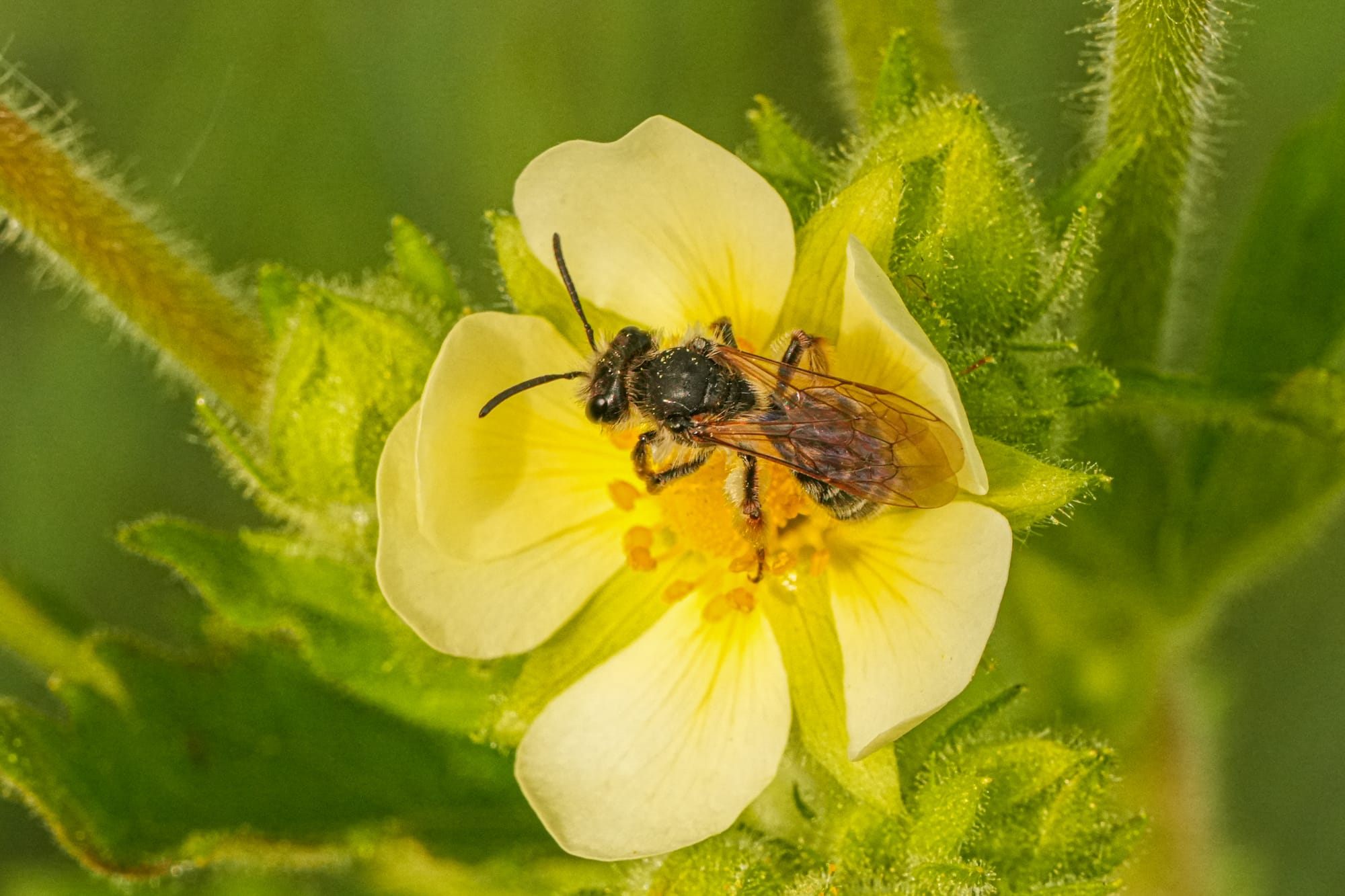bee on flower
