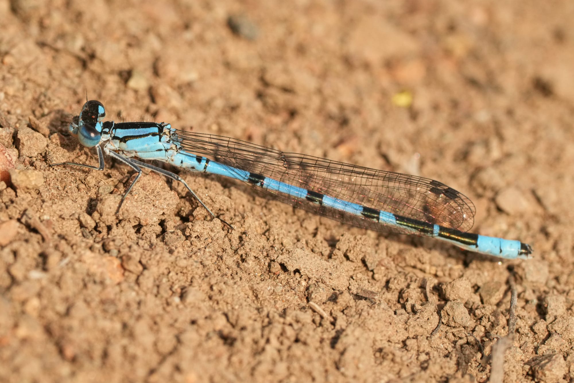 damselfly