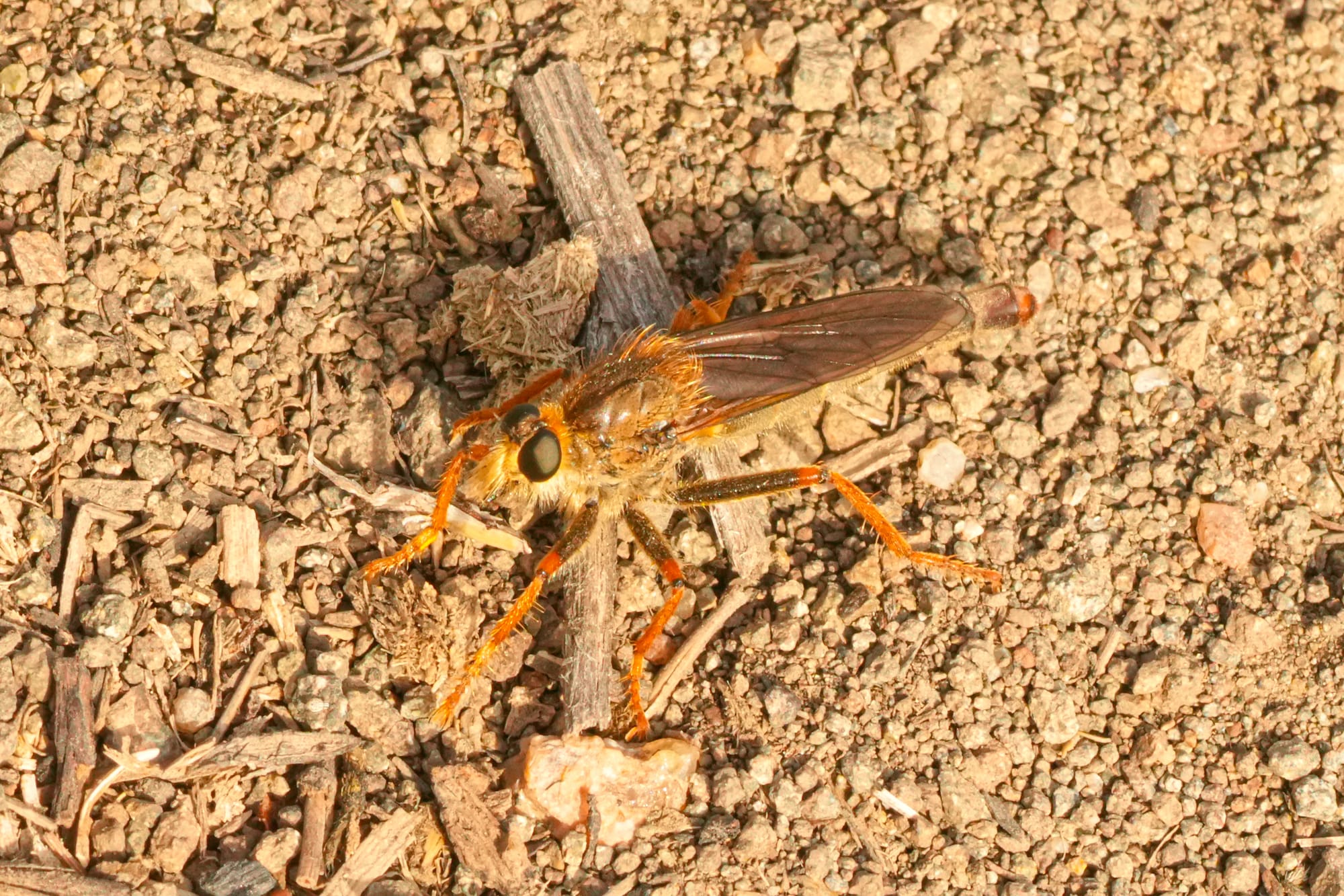 robber fly