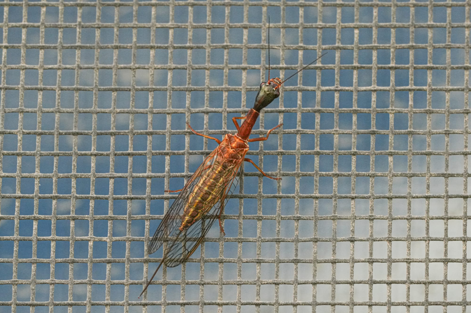 snakefly