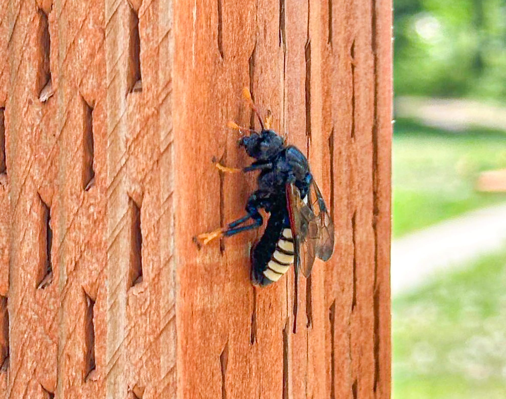 elm sawfly