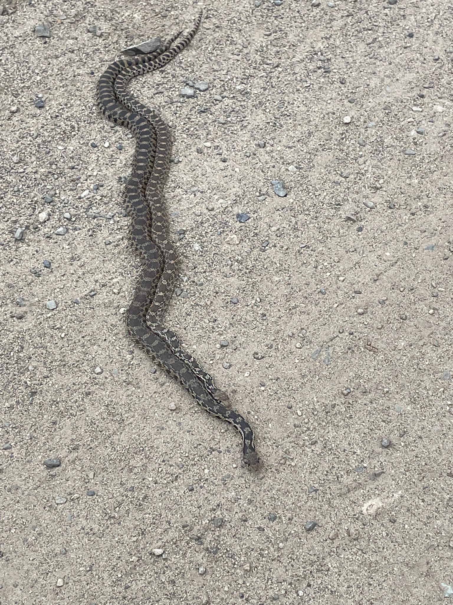 gopher snakes
