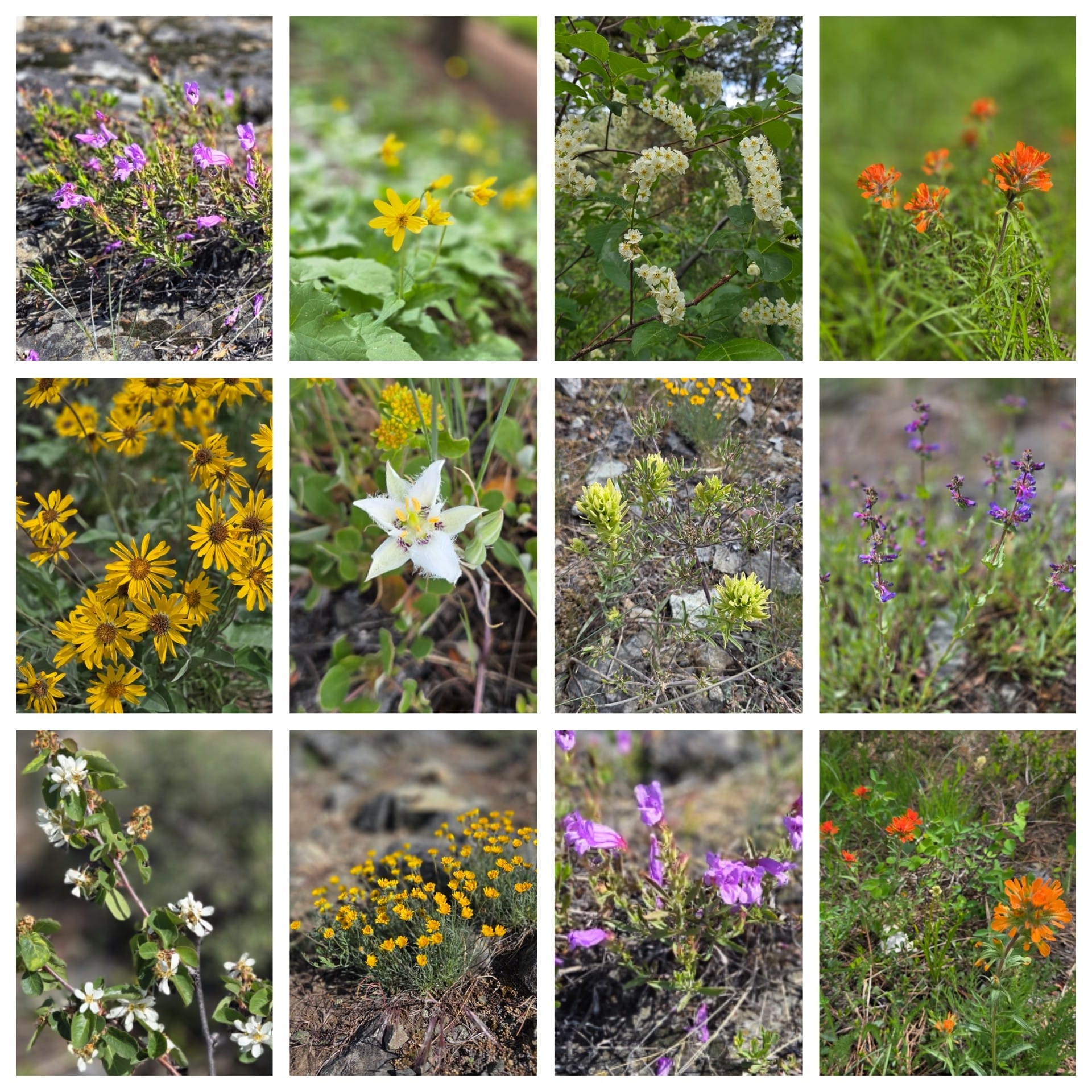 collage of flowers