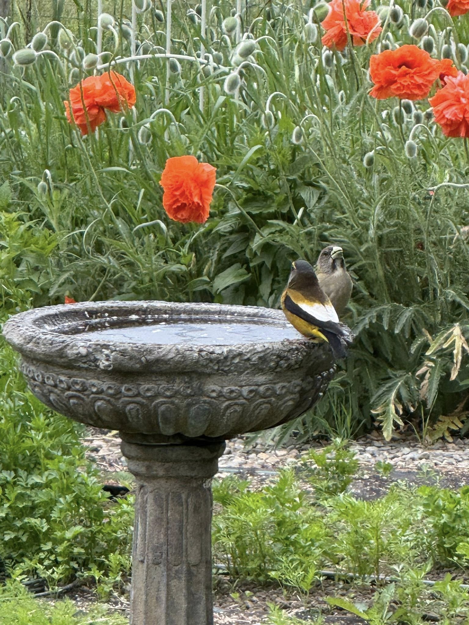 evening grosbeak pair