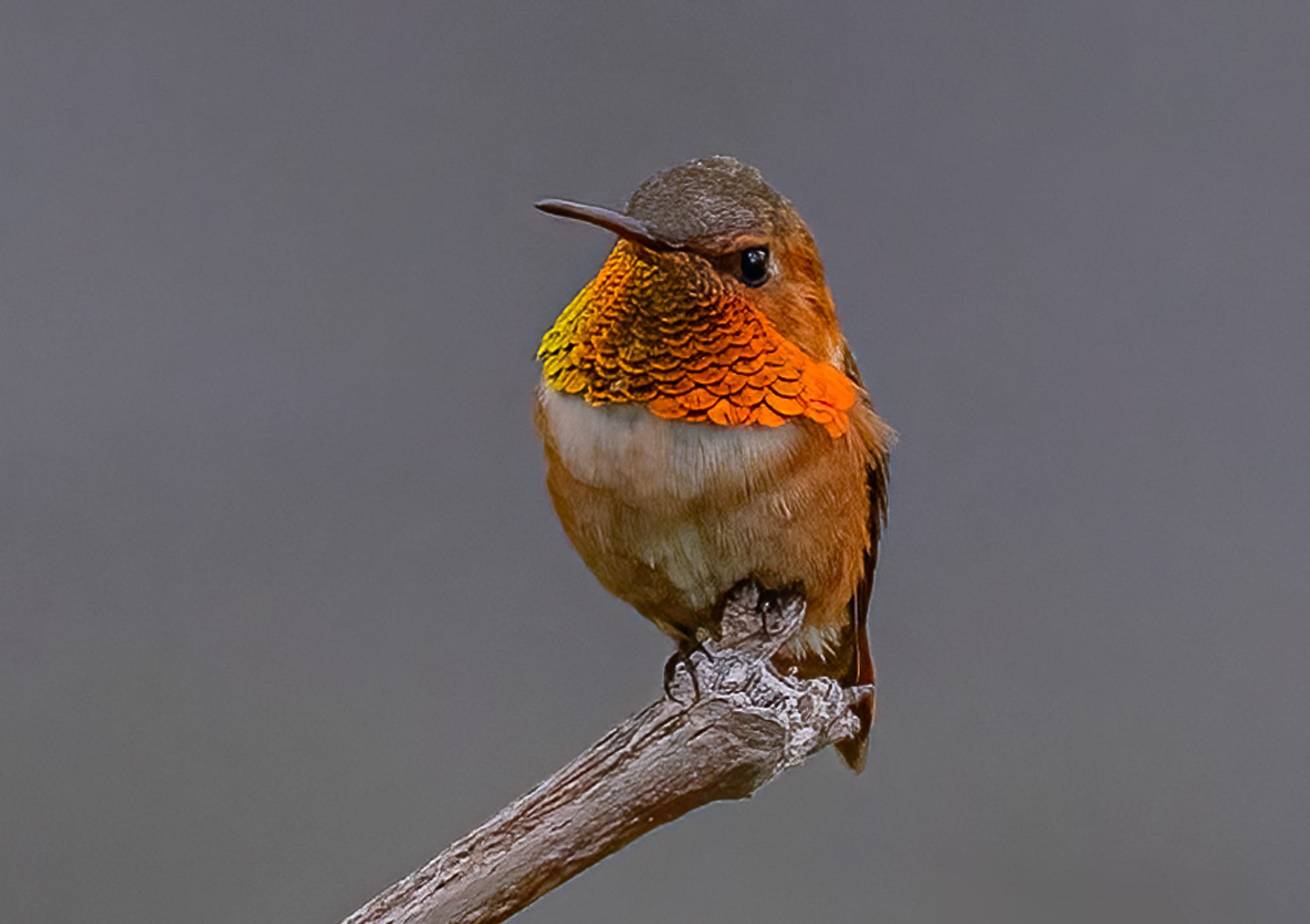 rufous hummingbird