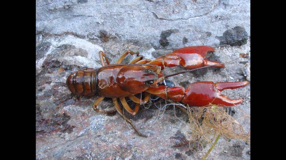 Okanogan crayfish