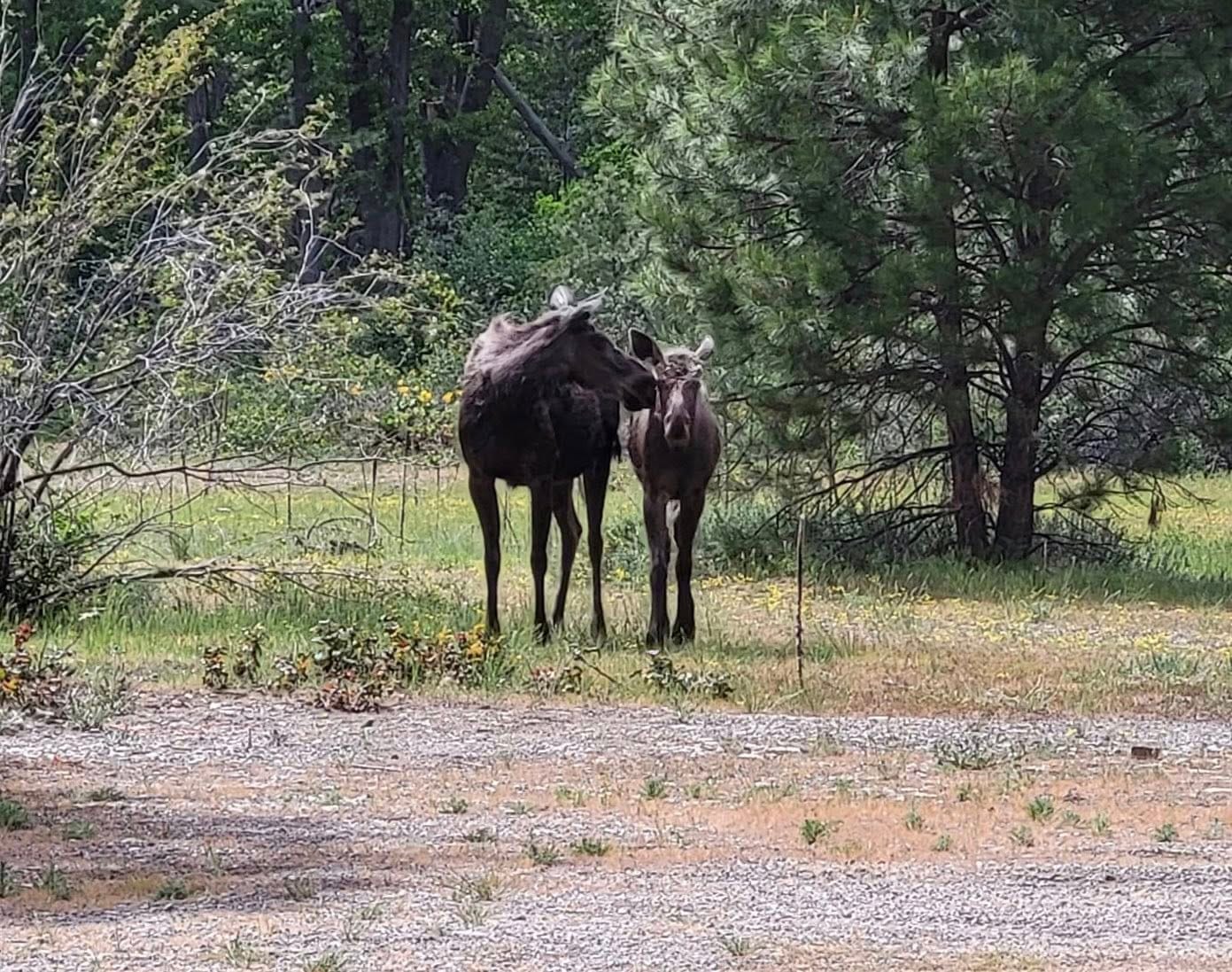 moose with calf