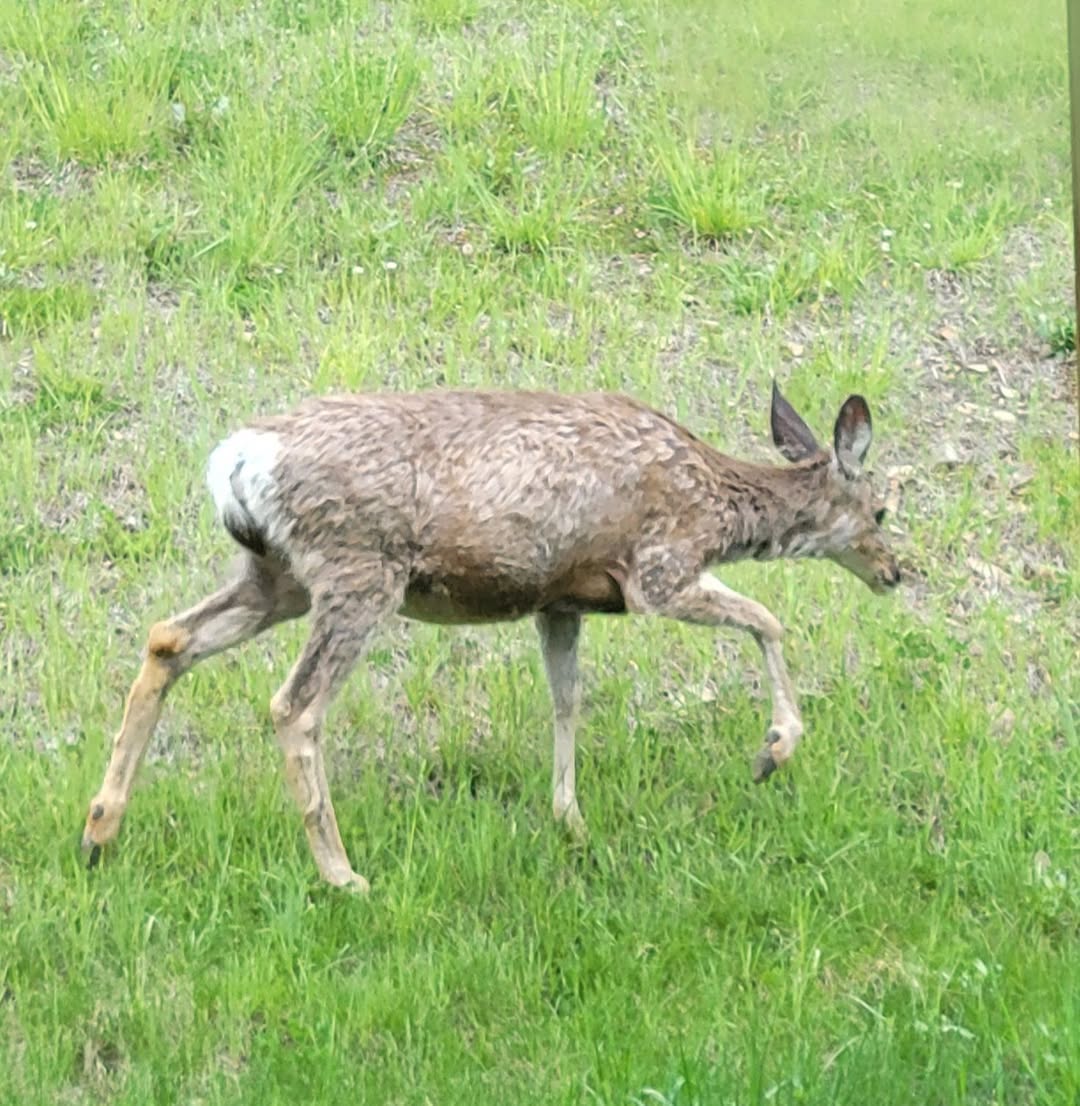 female mule deer