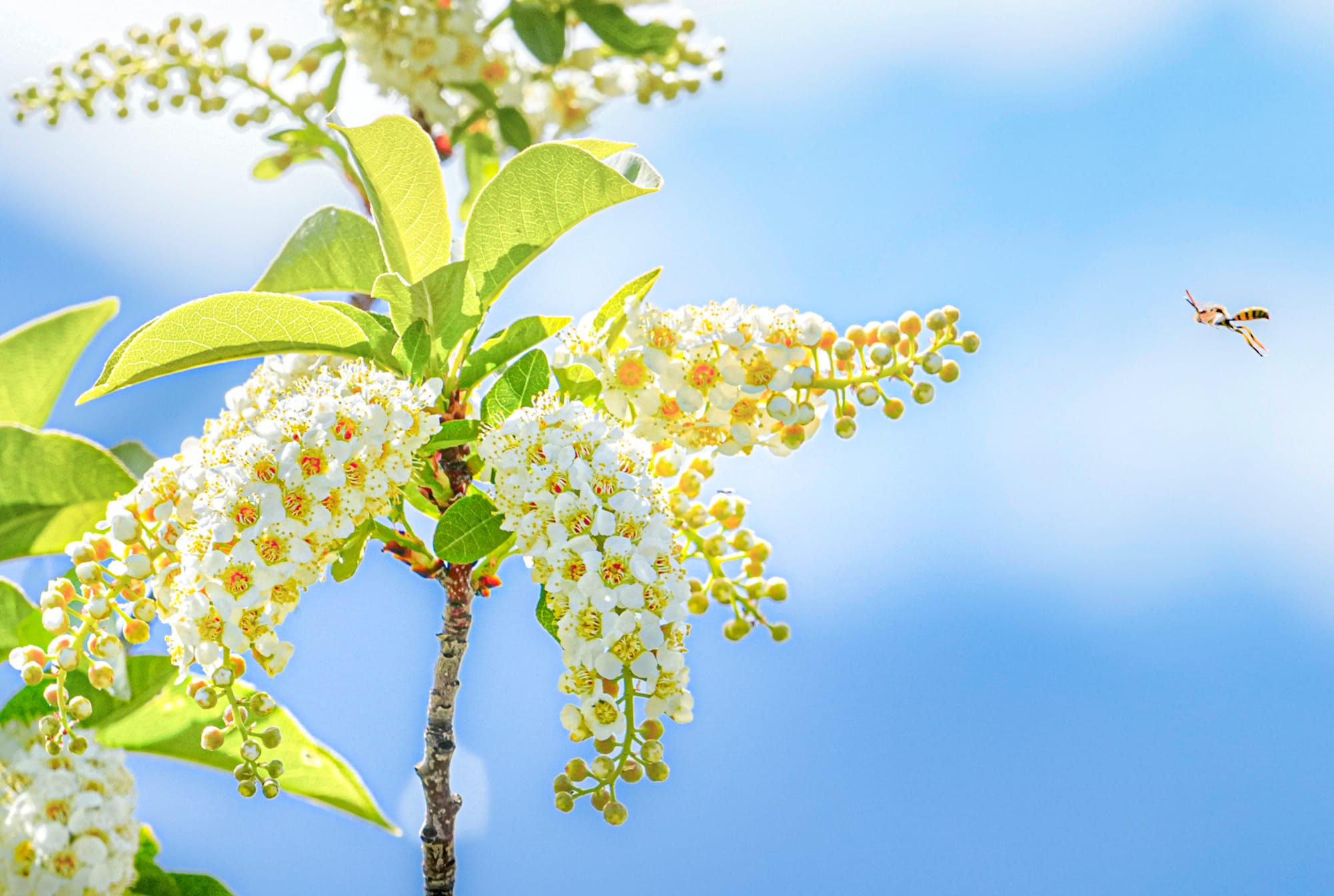 chokecherry and pollinator