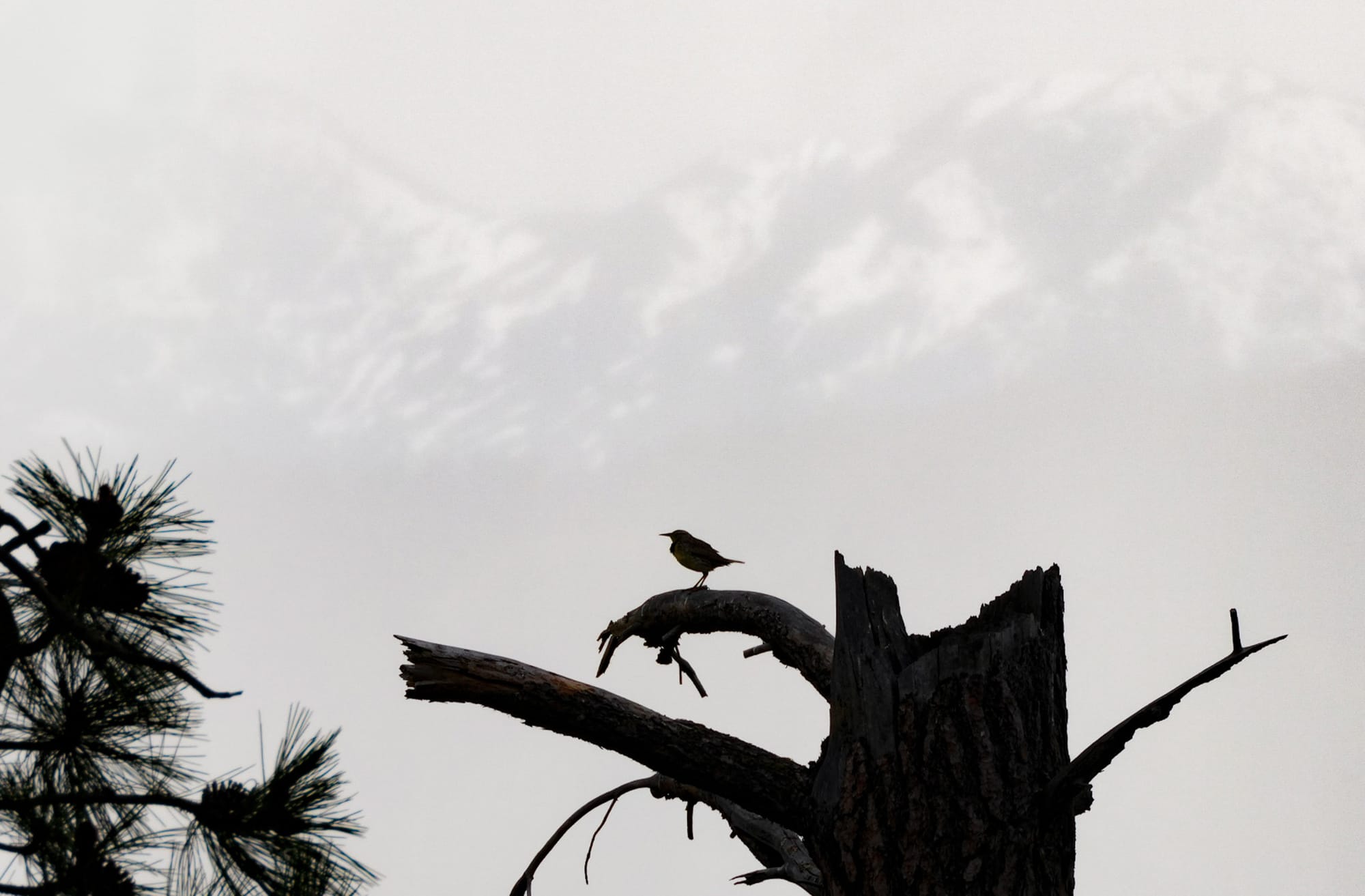 meadowlark in a rainstorm