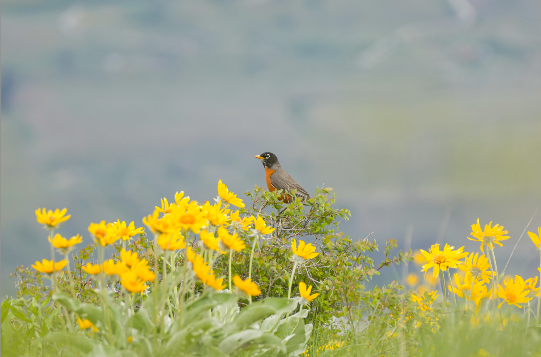 american robin