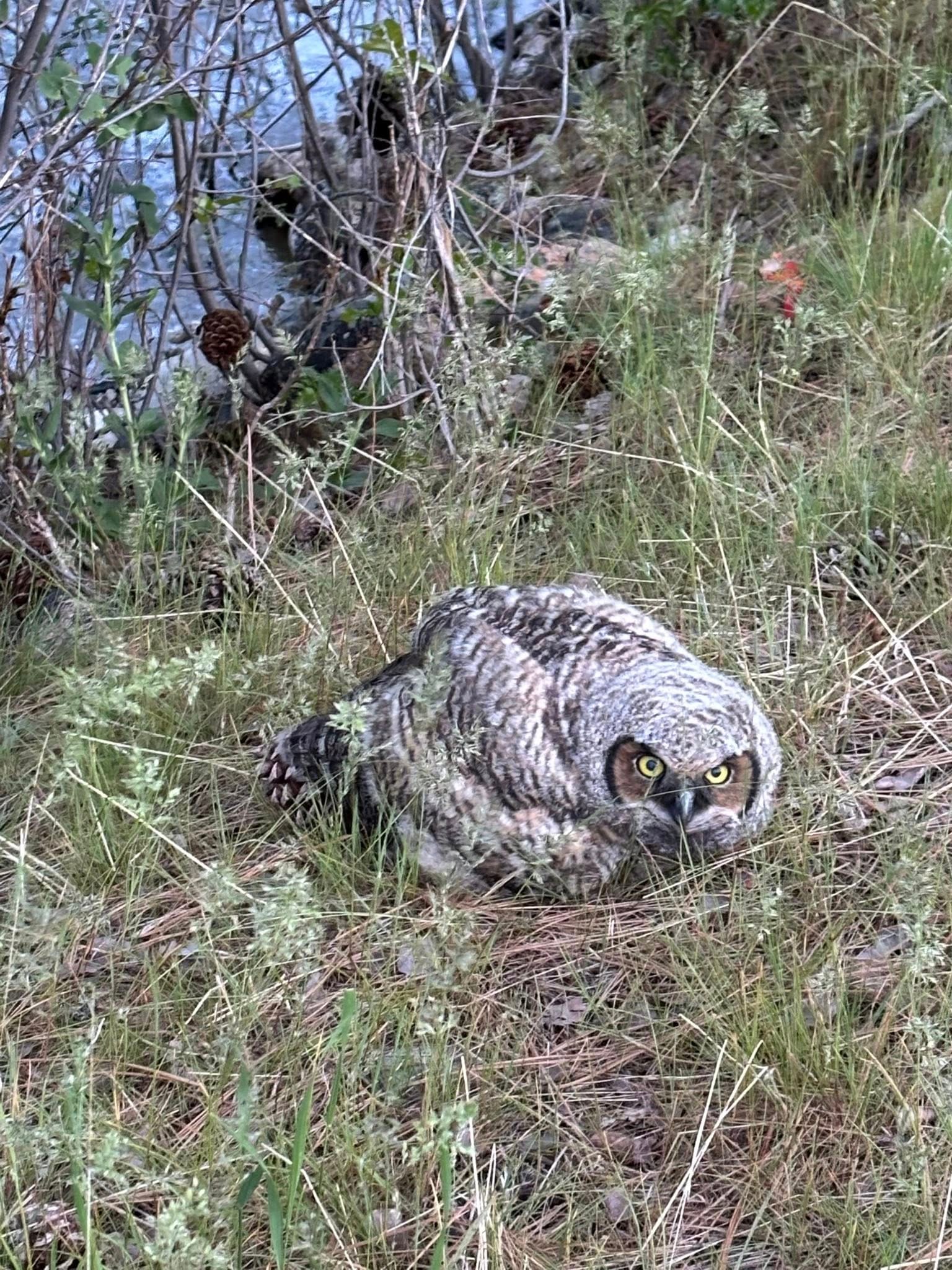 baby great horned owl