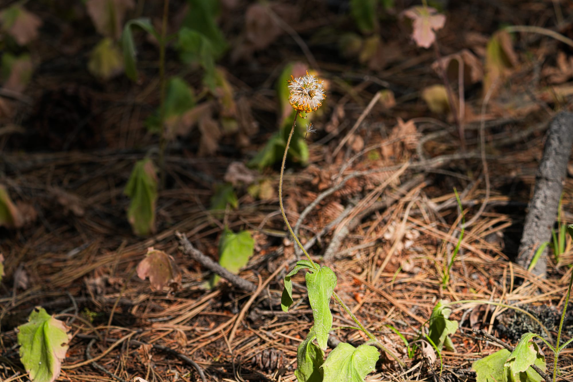 arnica seedhead
