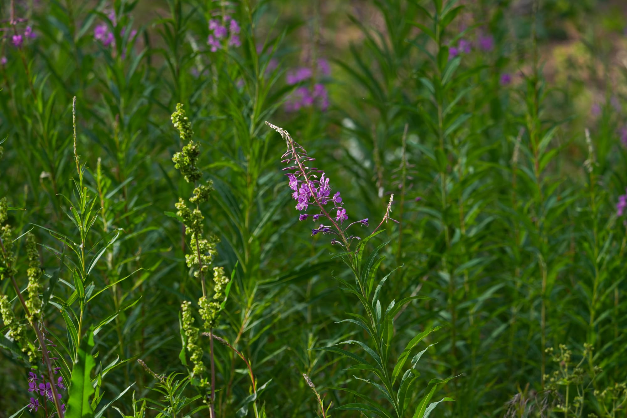 fireweed flowers