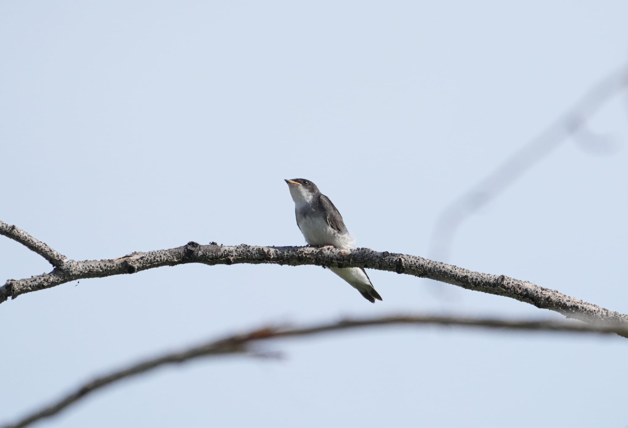 baby tree swallow