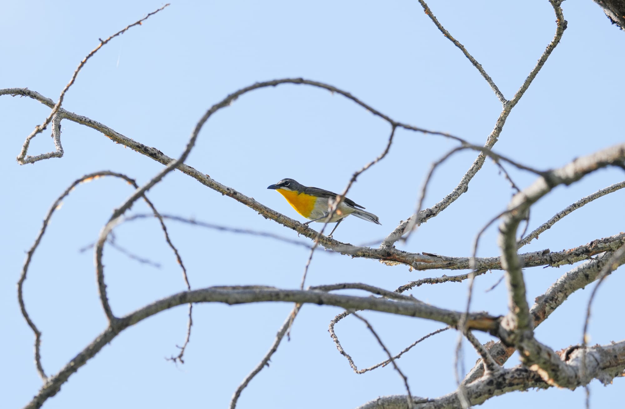 yellow-breasted chat