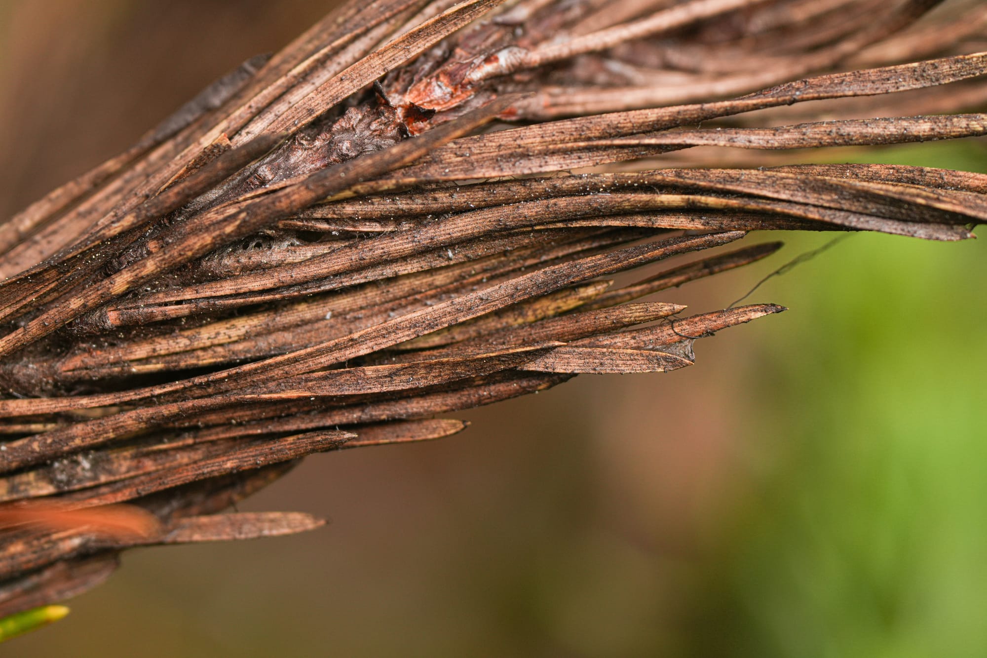 snow mold closeup