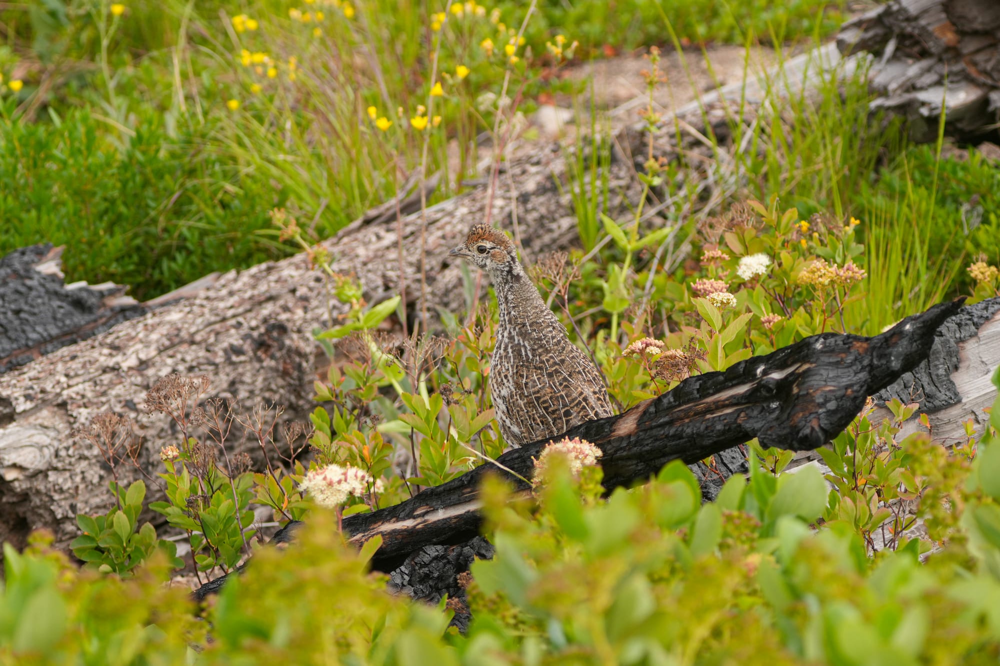 baby dusky grouse