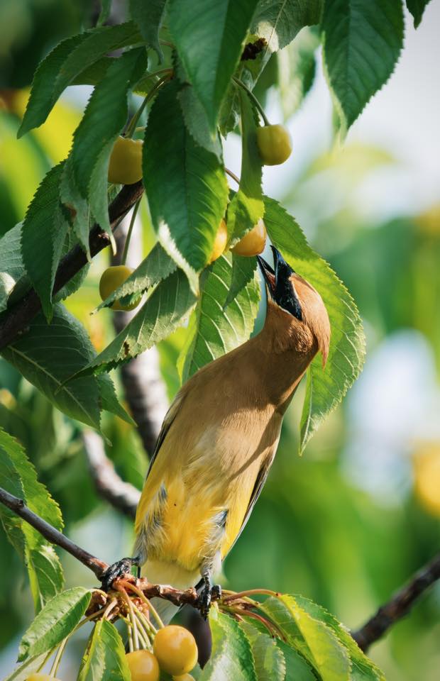 cedar waxwing